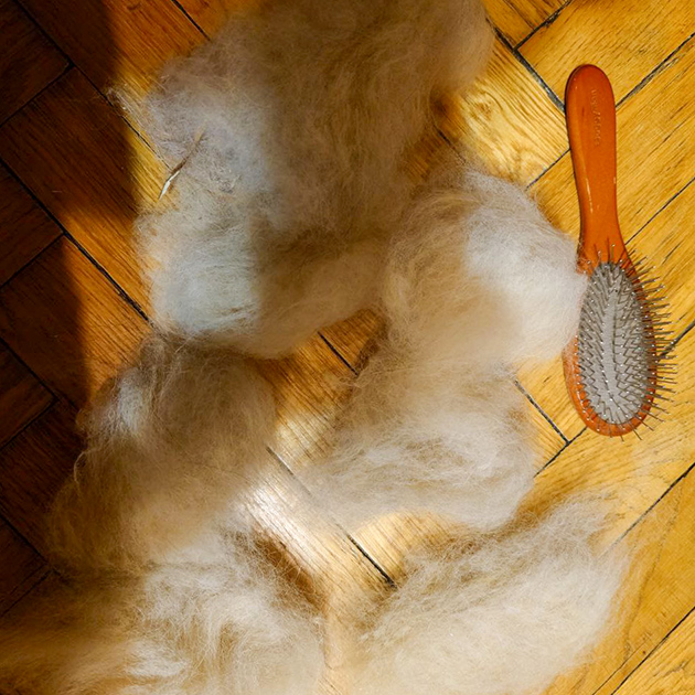 Вот сколько шерсти получилось после вычесывания собаки, расческа рядом — для масштаба