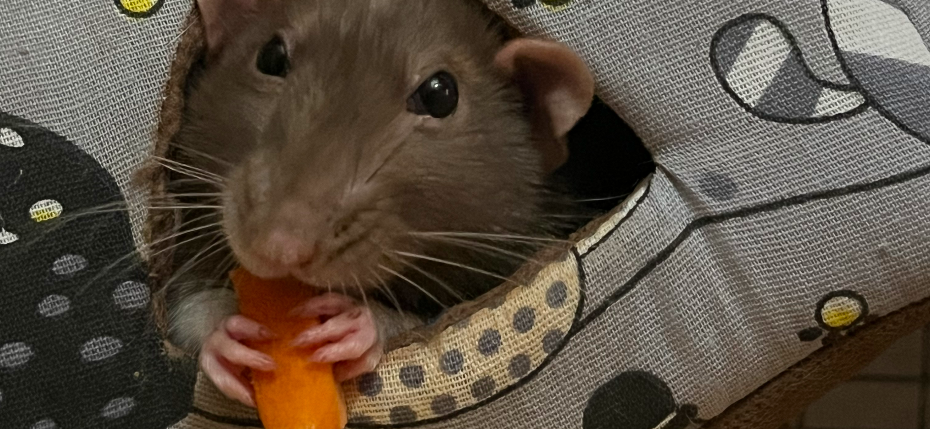 Фото питомца: крыса Психея завтракает морковкой