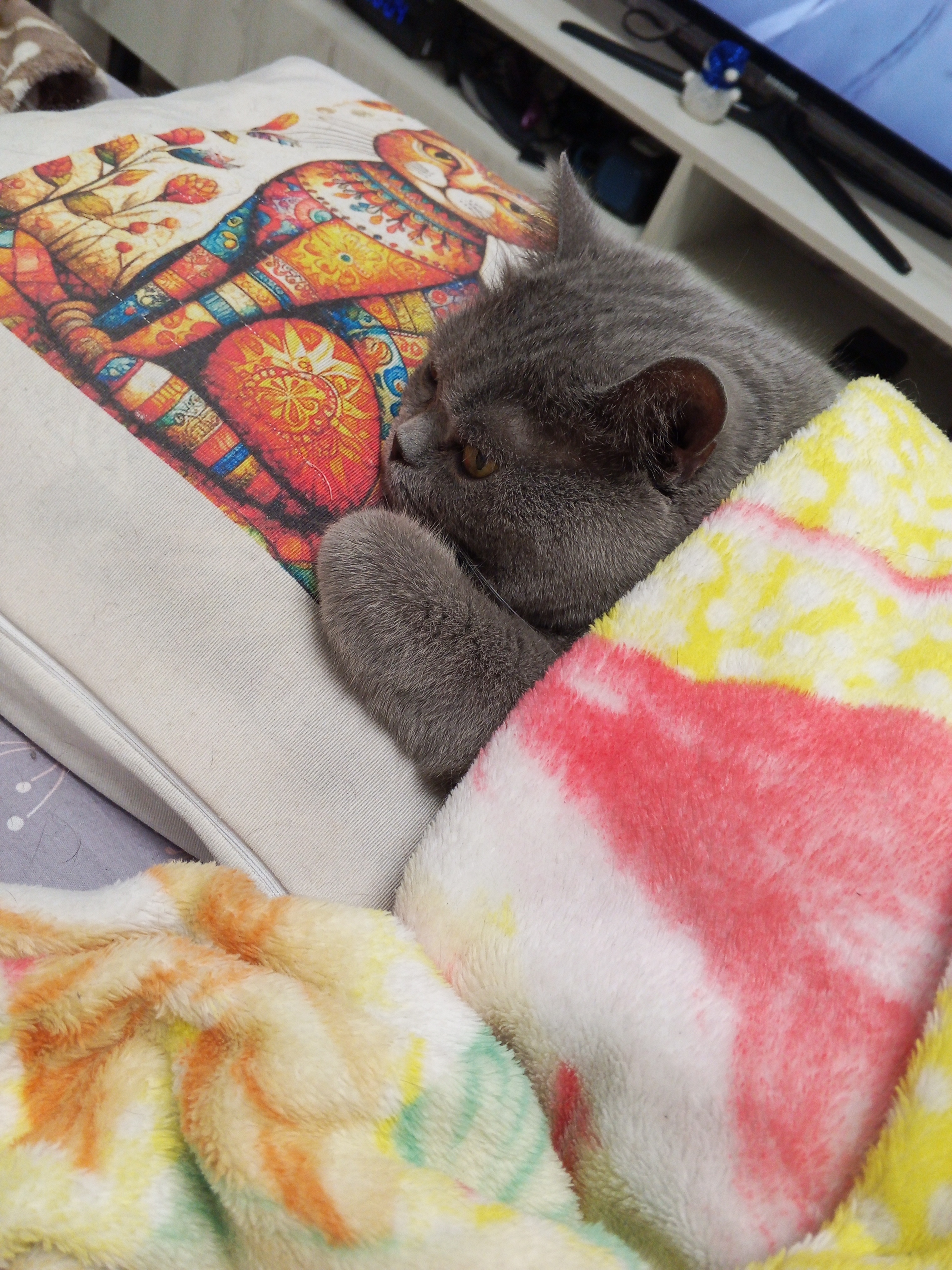 Кот Мышка, 12лет