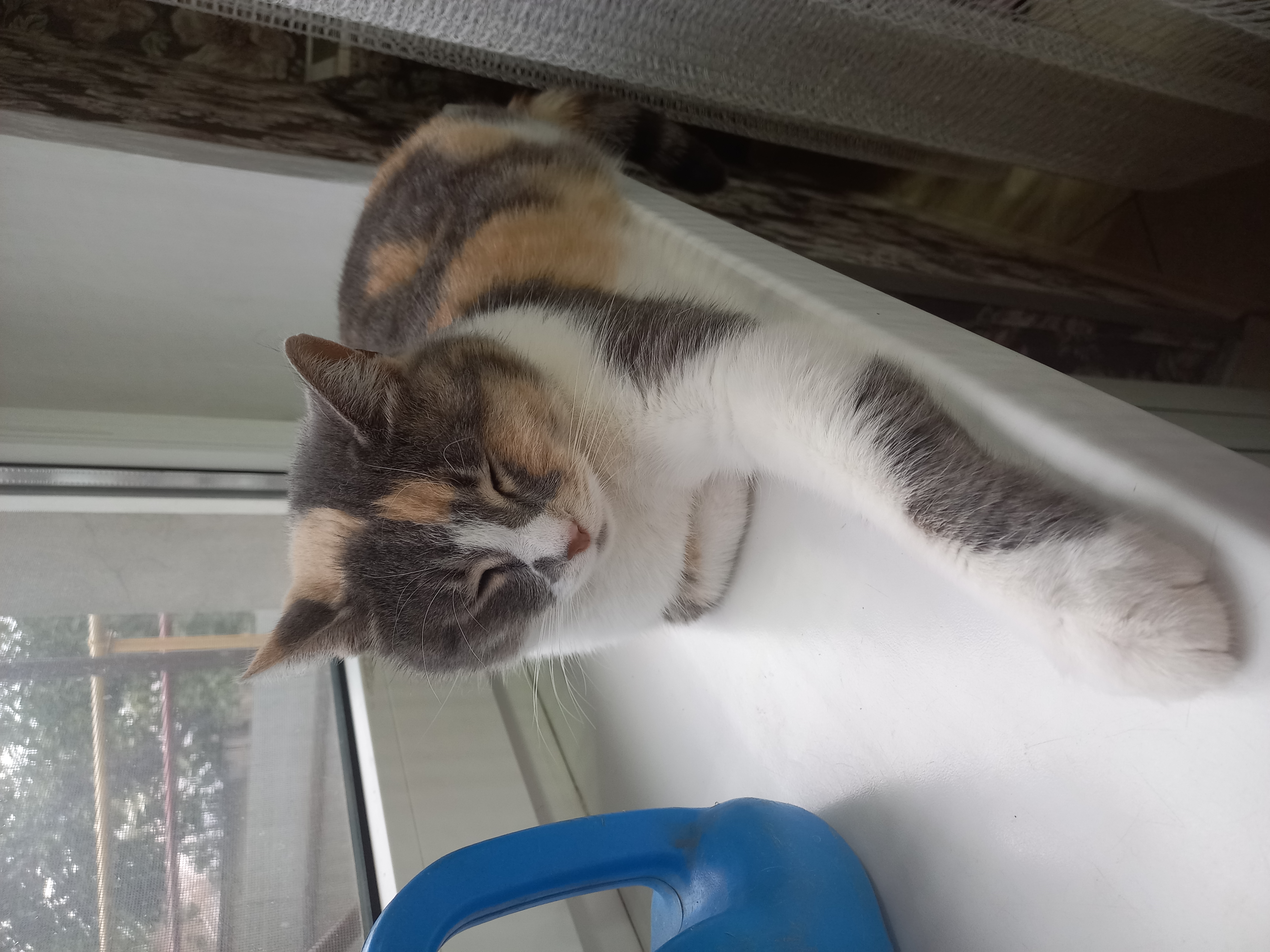 Грациозная Шанель — египетский сфинкс