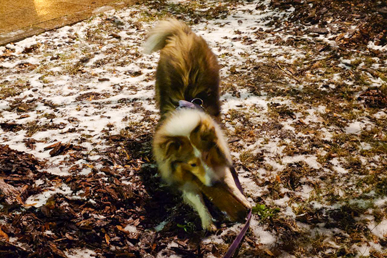 Вышли на вечернюю прогулку
