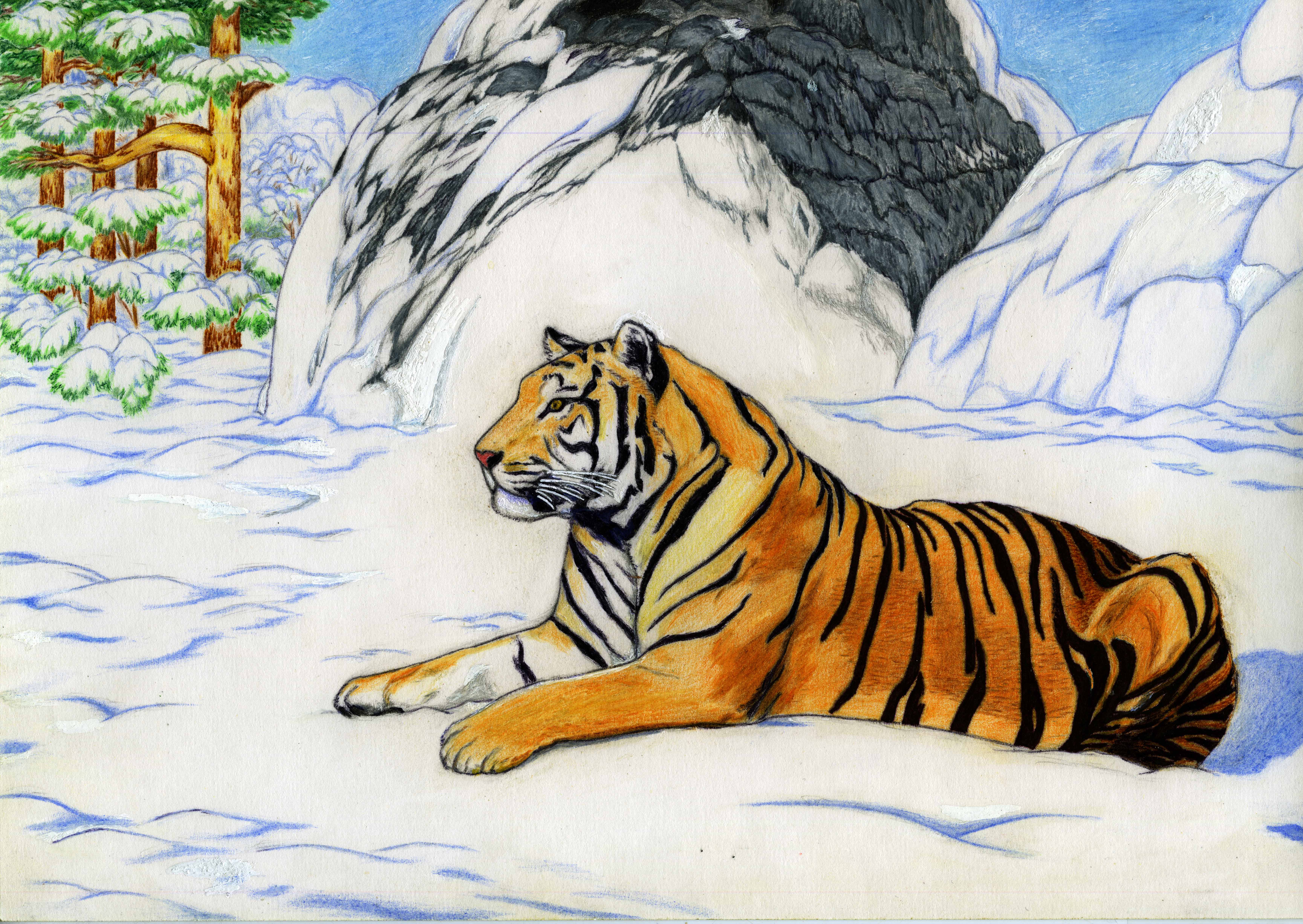 Тигр на снегу