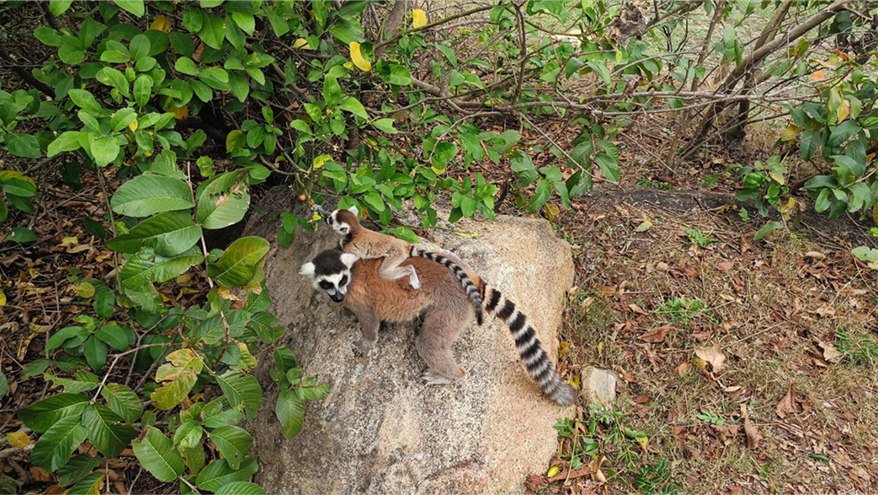 Кольцехвостые лемуры: мама и малыш