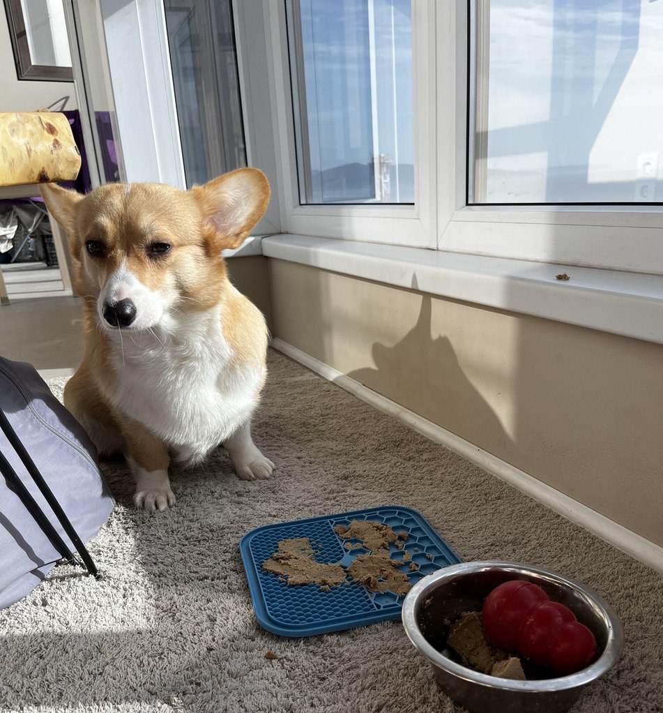 Приходилось фоткать какашки и лечить ЖКТ: как я наладила питание собаки Ассоль