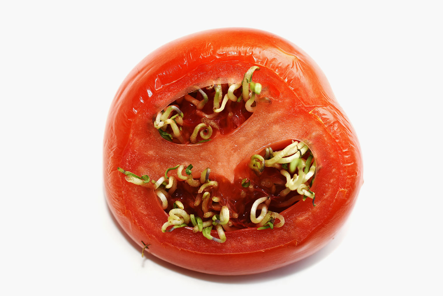 Я не пробовала такие помидоры, но по вкусу они должны отличаться, так как перезревшие плоды теряют массу и сахара. Фотография: HHelene / Shutterstock / FOTODOM