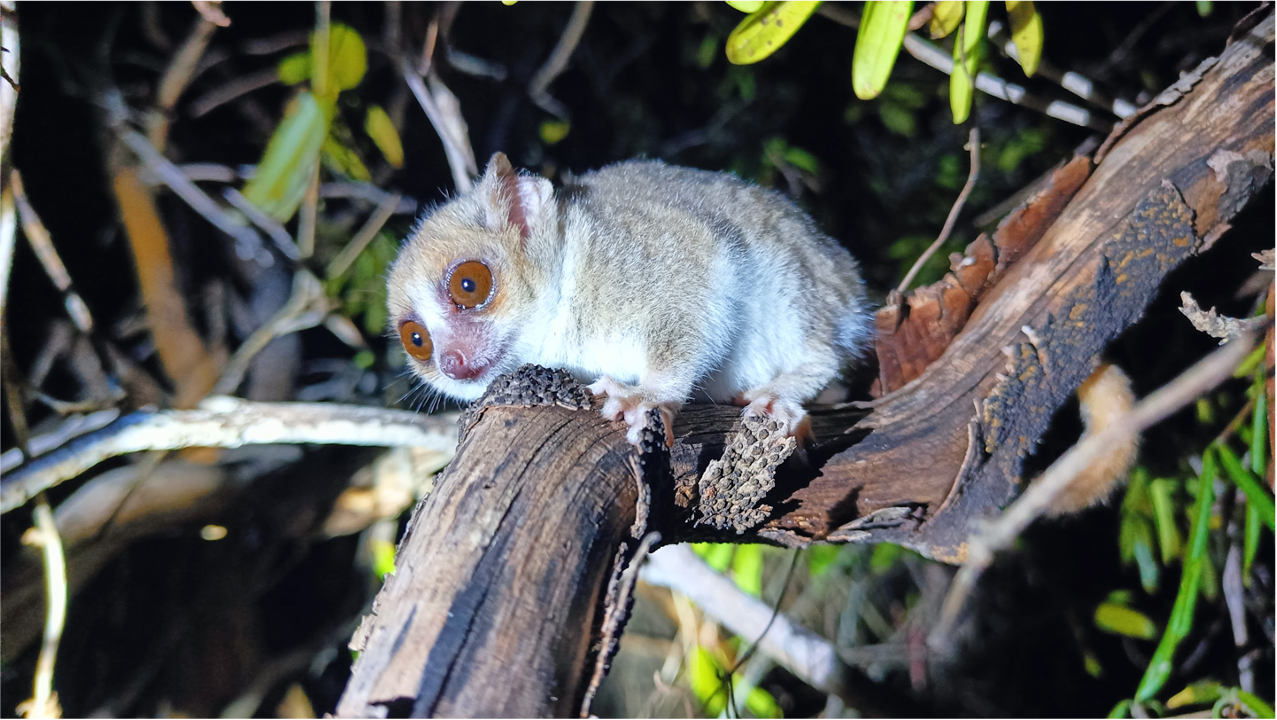 Мышиный лемур мадам Берты — самый маленькии примат на Земле