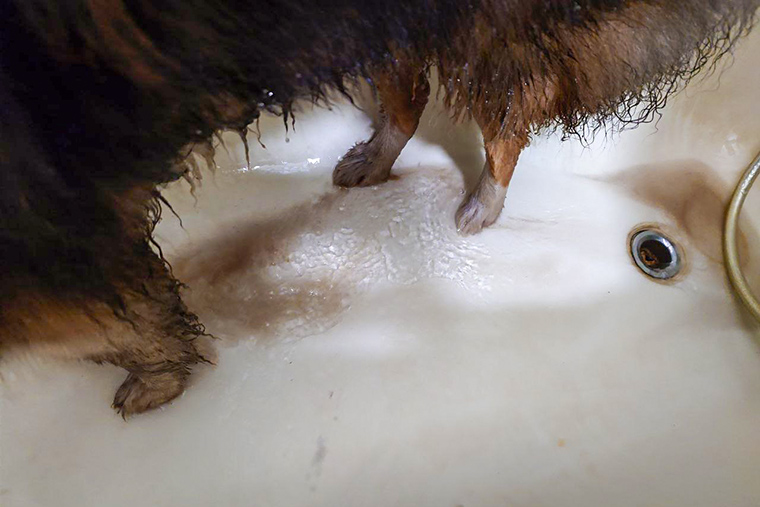 Помыл собаку, после улицы много грязи