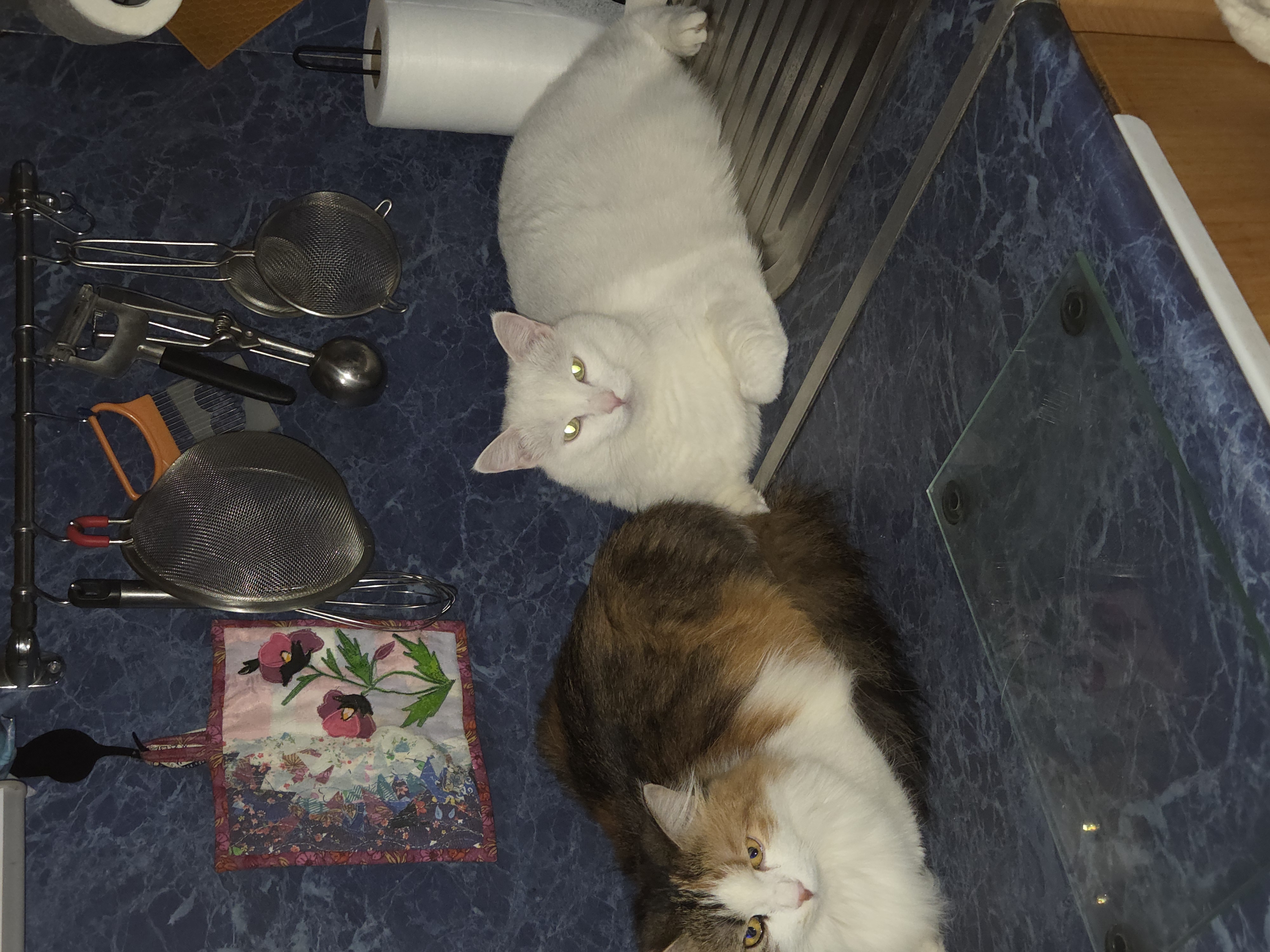 Фрося и Алиса в ожидании, когда начну мясо резать..