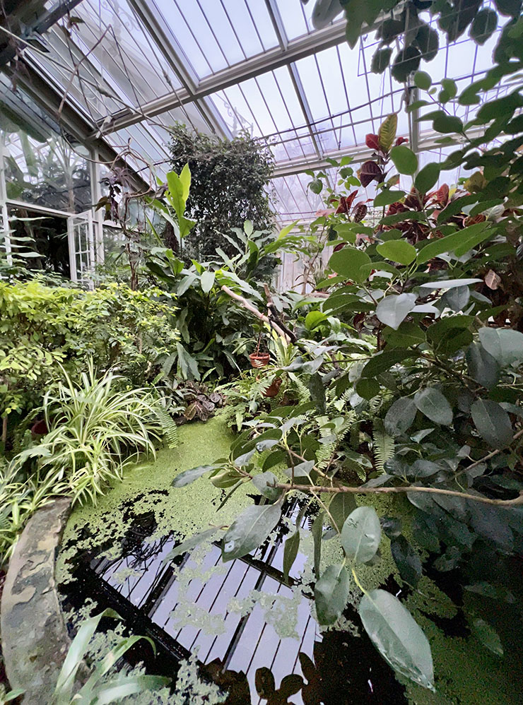 В зоне с тропическими растениями особенно влажно