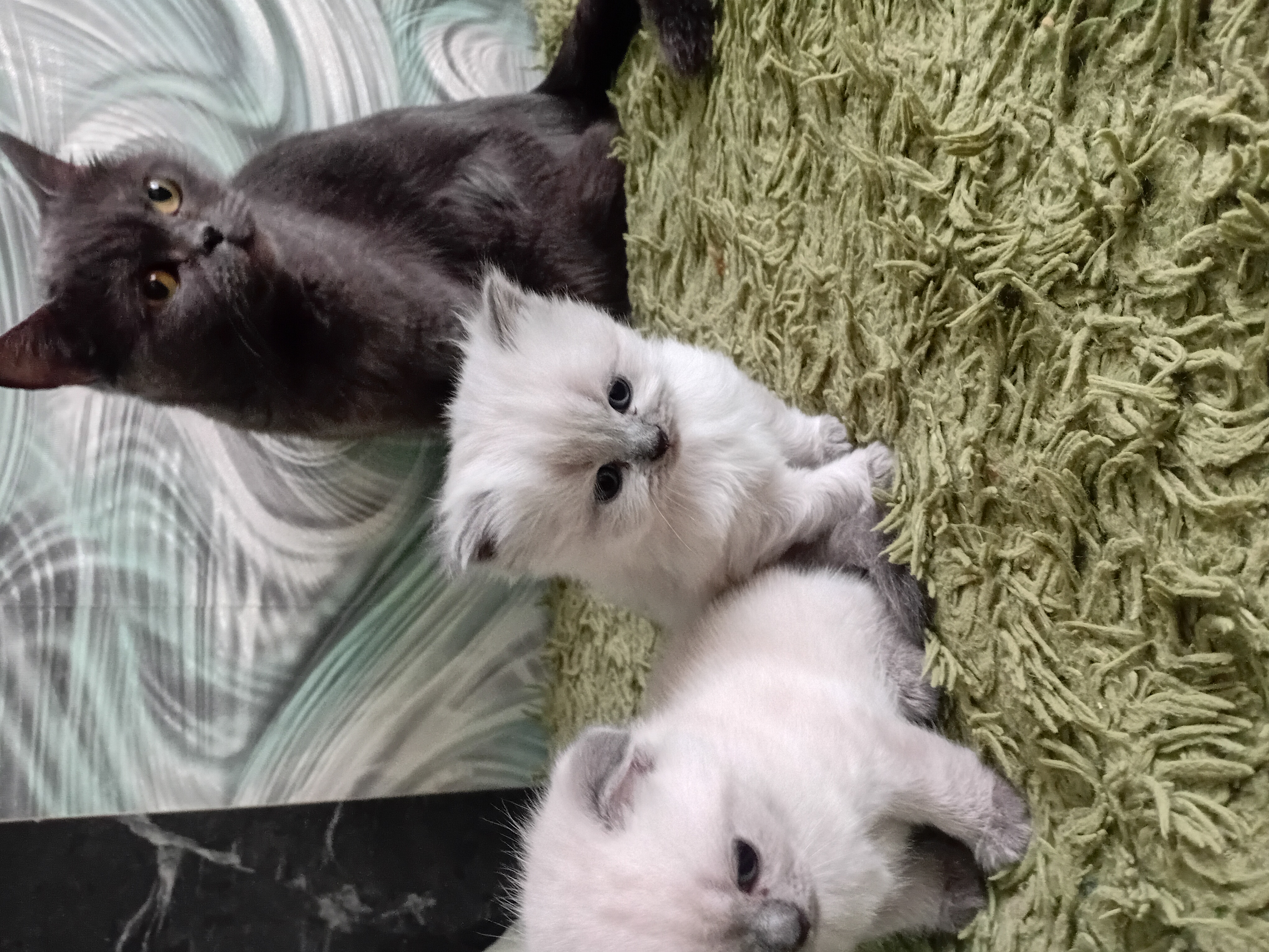 Фото питомцев: шотландские котята в ожидании имен