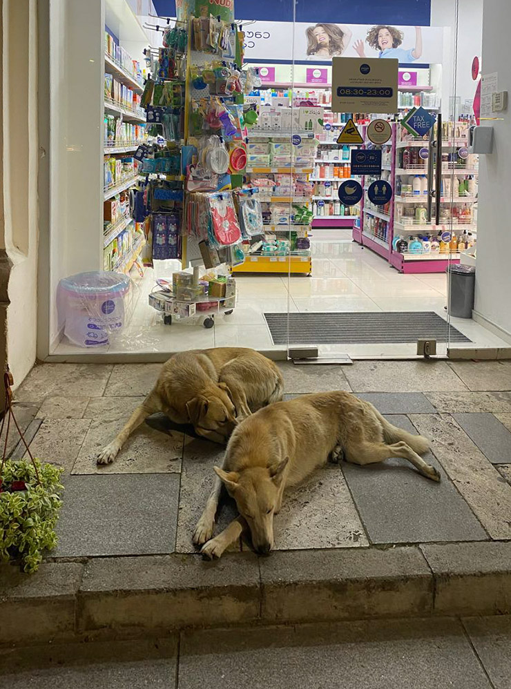 Часто при входе в магазины нужно переступать через собак