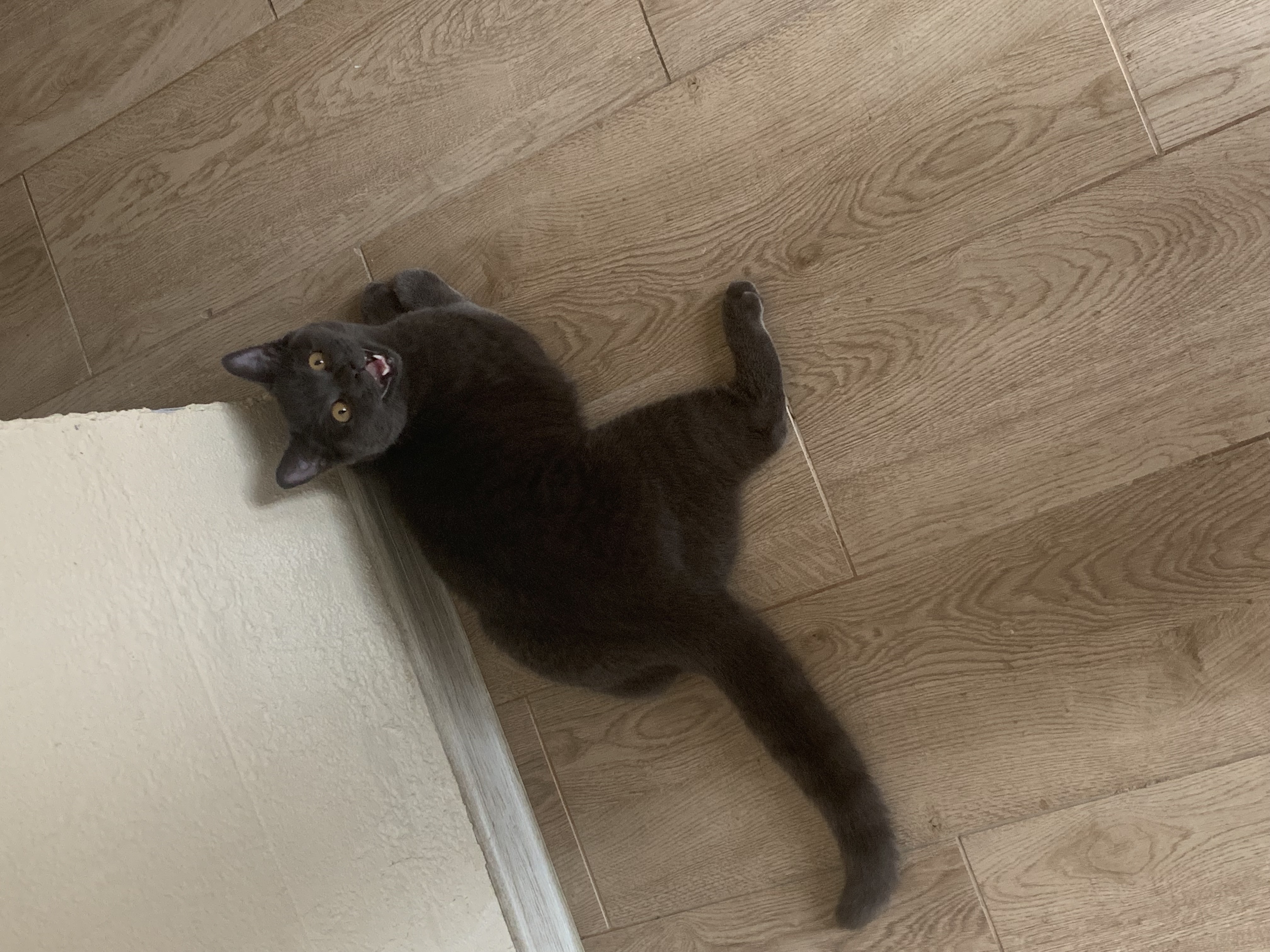 Мой кот иногда ходит в туалет на кровать, если ему что-то не нравится