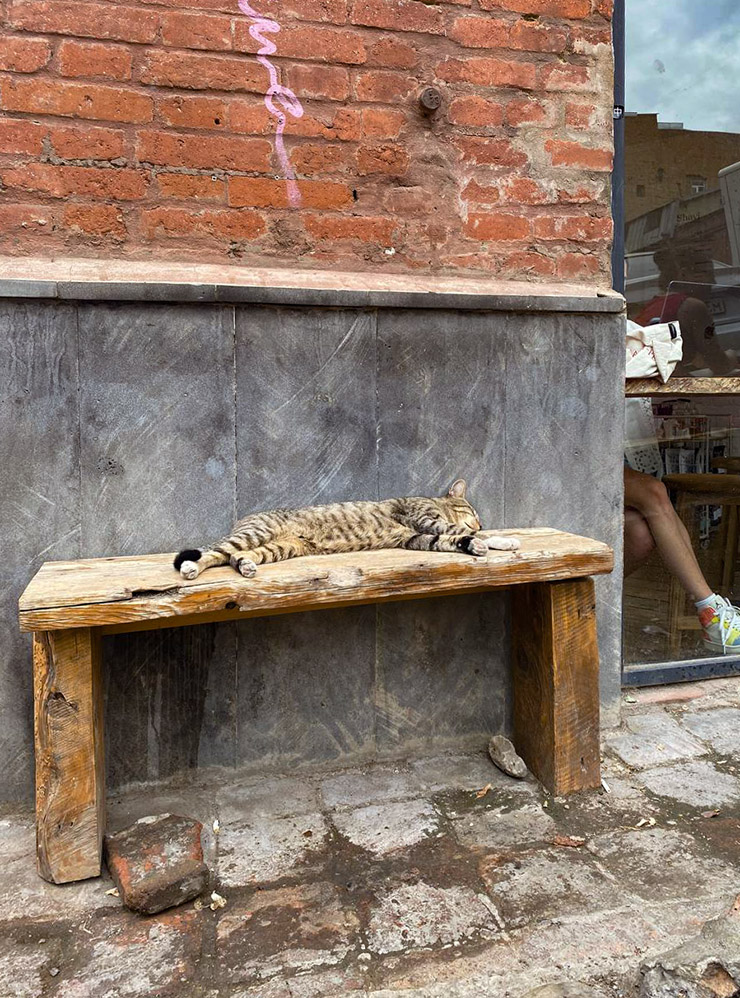 Коты в Тбилиси такие же расслабленные и спокойные, как собаки