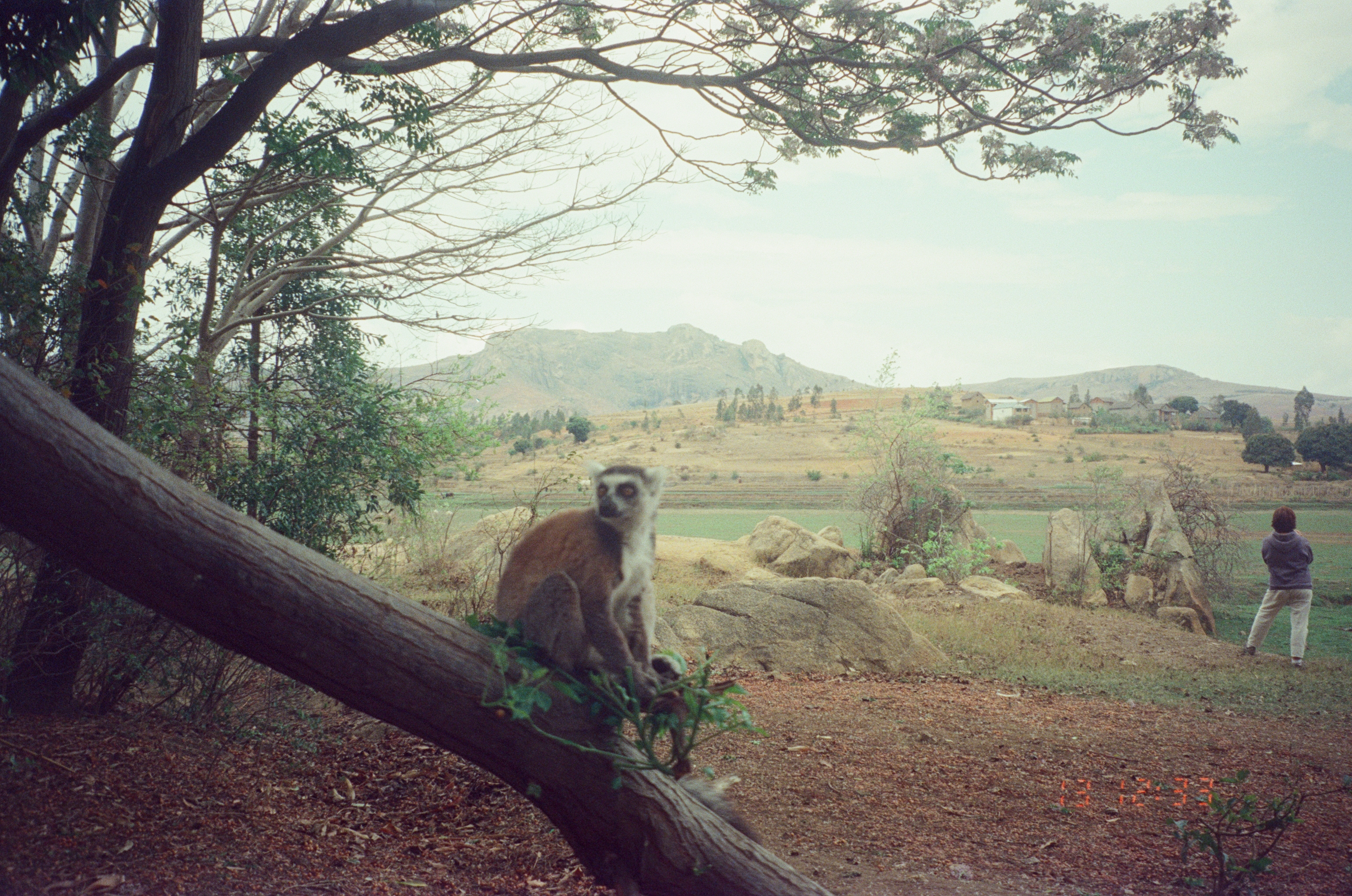 Король Джулиан, то есть кольцехвостый лемур. Парк Anja Community Reserve. Очень жаль, что получился в расфокусе, но всё равно хочу поделиться:)