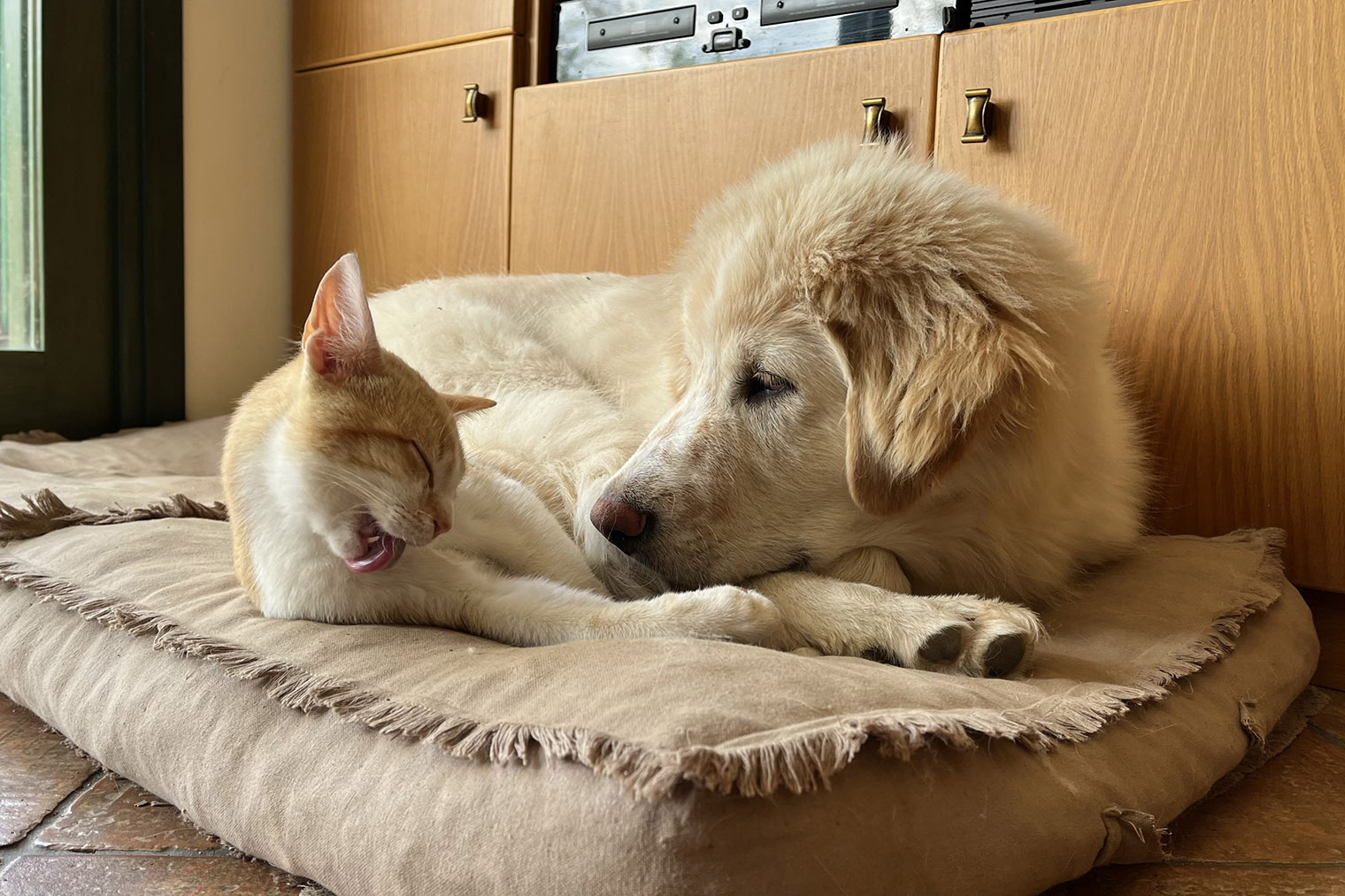 У кота есть своя кровать, но он предпочитает быть поближе к другу