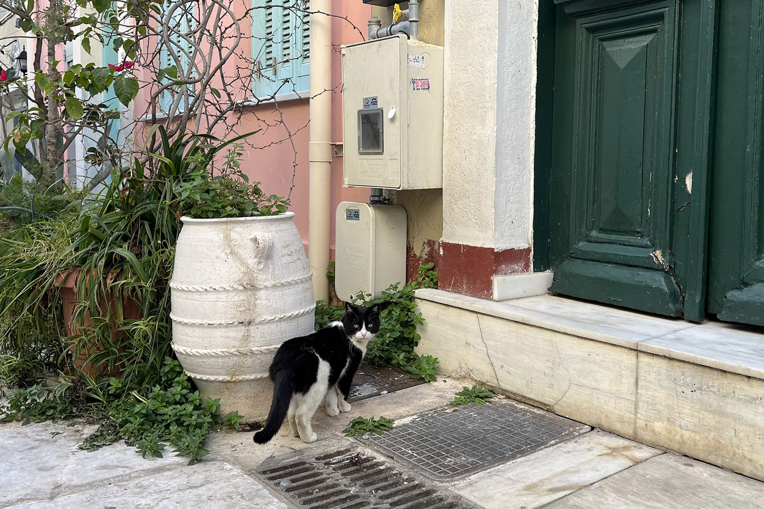 А это кошка в районе Плака в Афинах позирует туристам