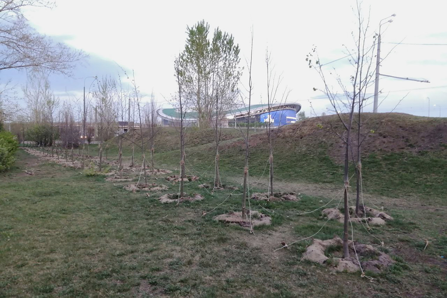 Молодые деревья в Ново-Савиновском районе
