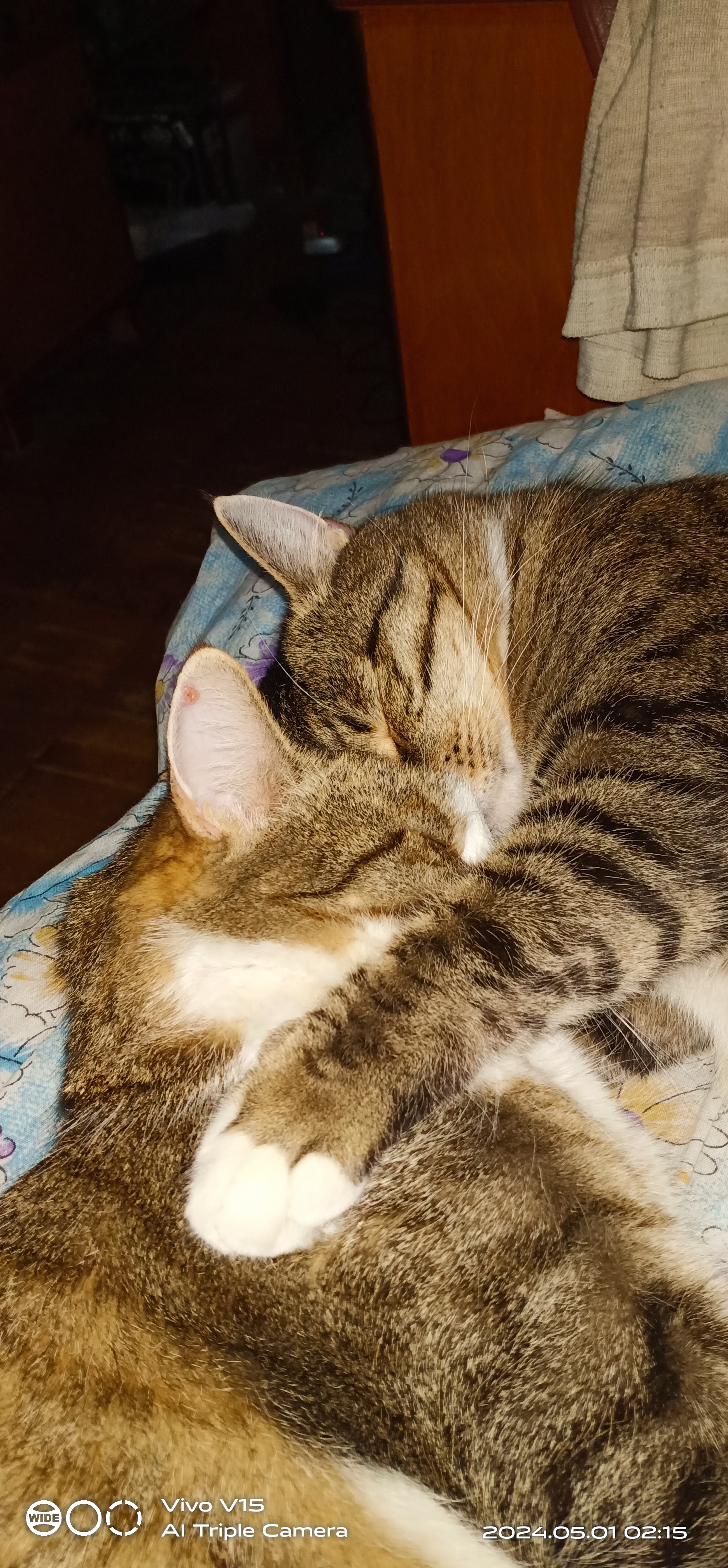 Шустрик Тигрик спят вместе, пока не деруться