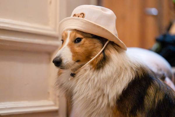 Баланс Рыжего 