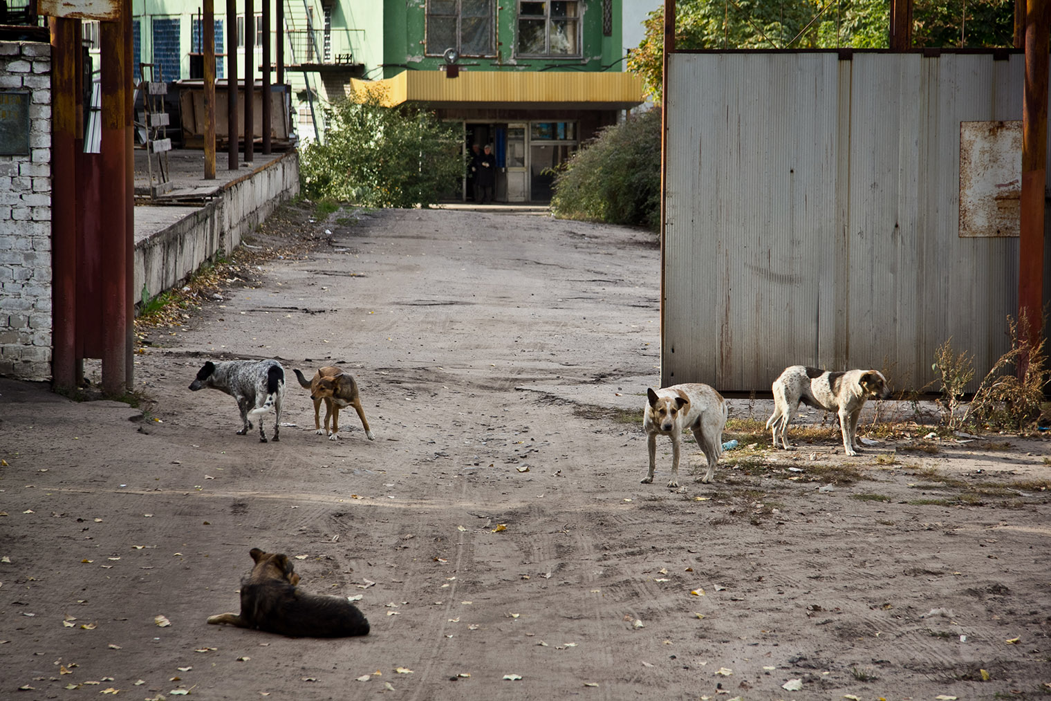 Собаки в стаях порой выглядят опасно. Фотография: Vladimir Mulder / Shutterstock / FOTODOM