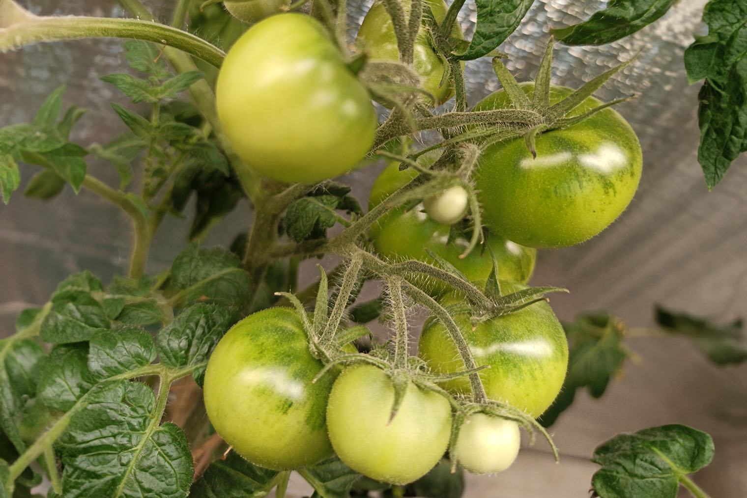 Пример такой проблемы на моих грядках: отдельные помидоры в кисти нормального размера, остальные мелкие, недоросшие или недоразвитые