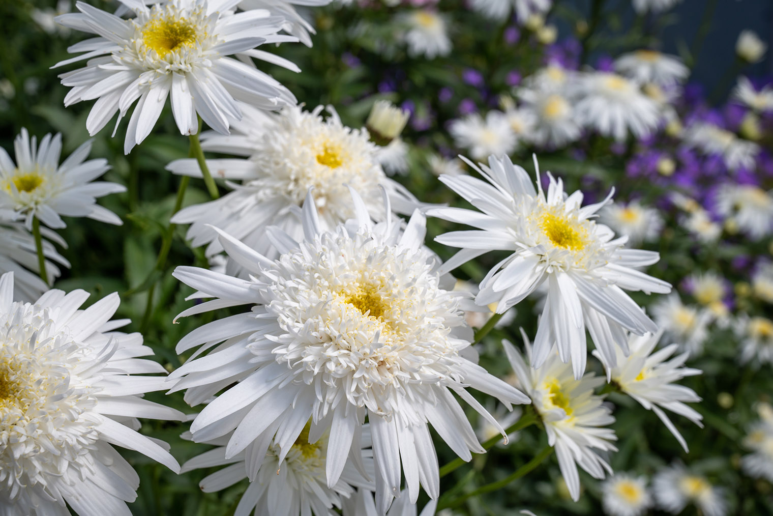У нивяника великолепного есть множество декоративных сортов, которые уже мало похожи на привычный нам белый цветок с желтым «глазком». Это сорт «виррал суприм». Фотография: shawnwil23 / Shutterstock / FOTODOM