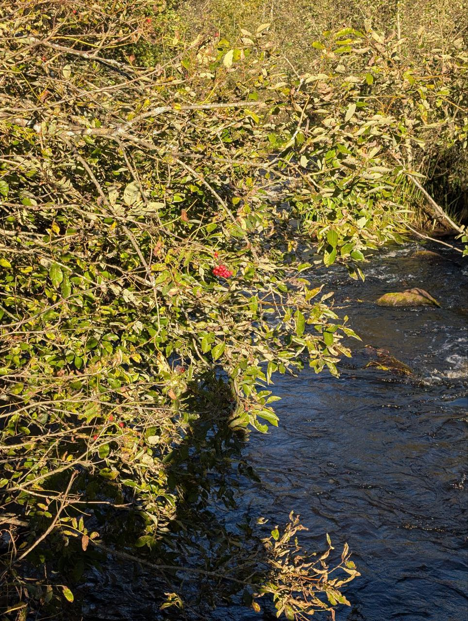 Рябина над рекой
