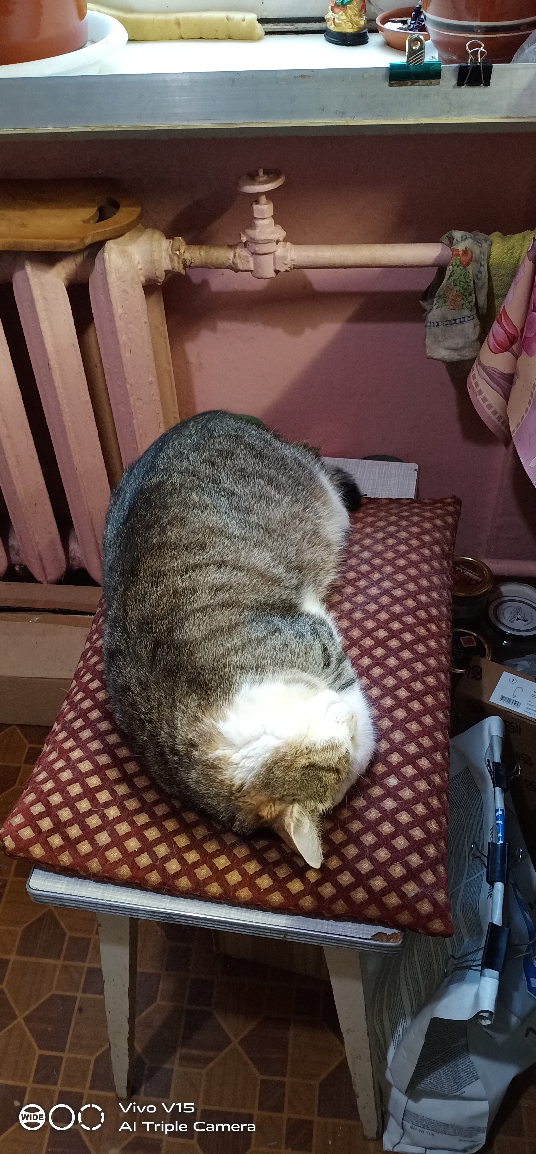 Любимая персональная подушка кота Шустрика, на кухне