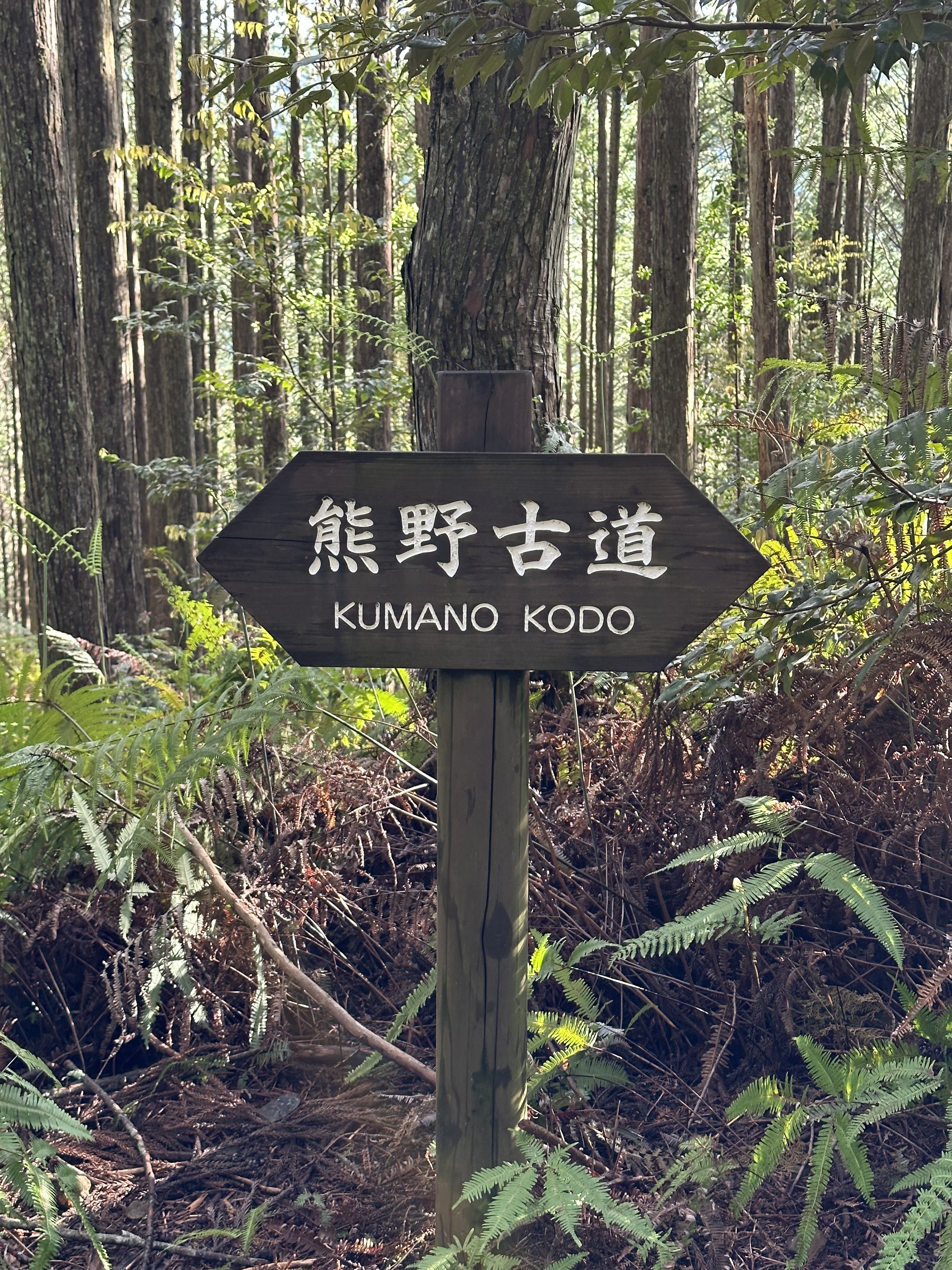 Паломничество, в котором важнее не километры: как я прошла часть маршрута Кумано Кодо