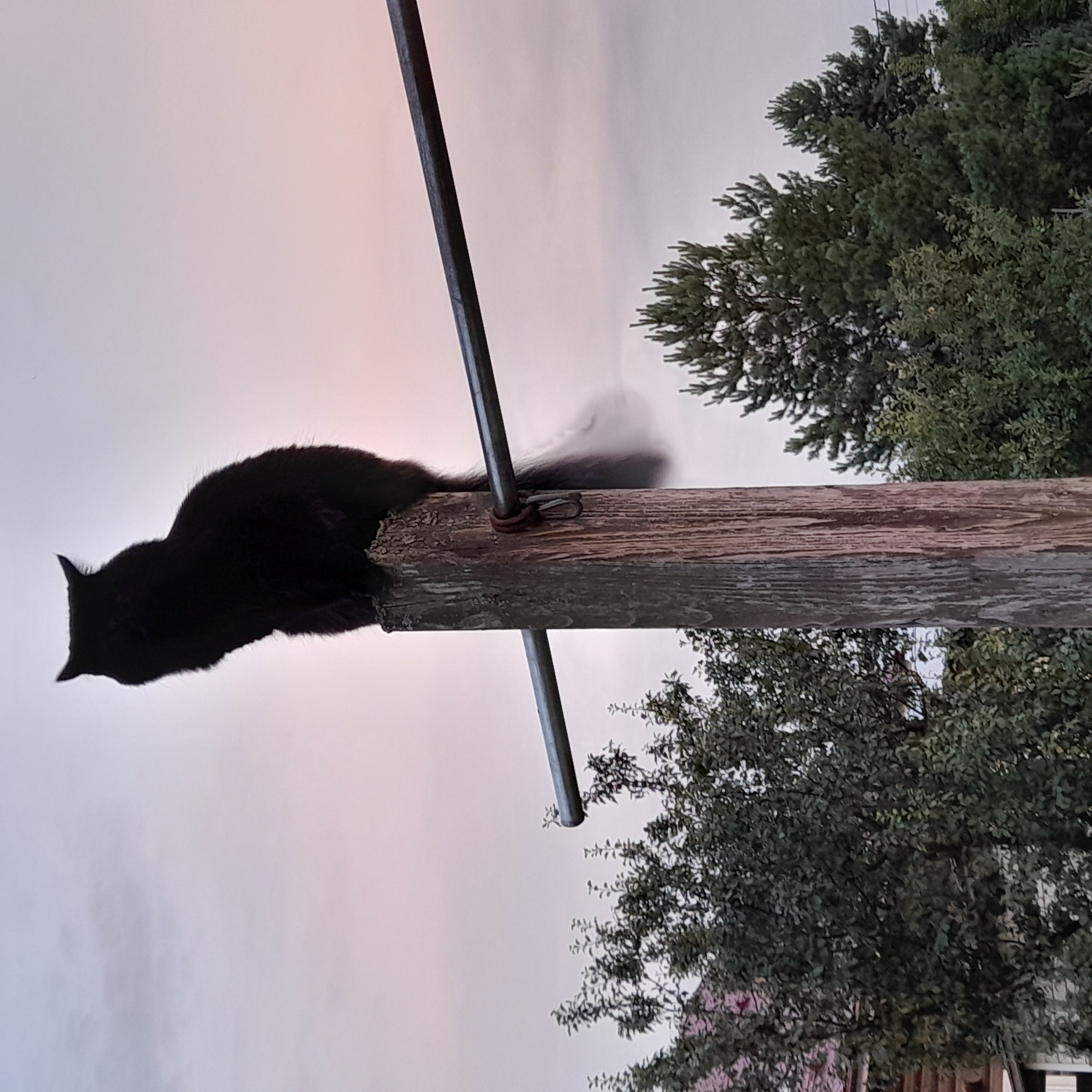 «Высоко сижу, далеко гляжу!»