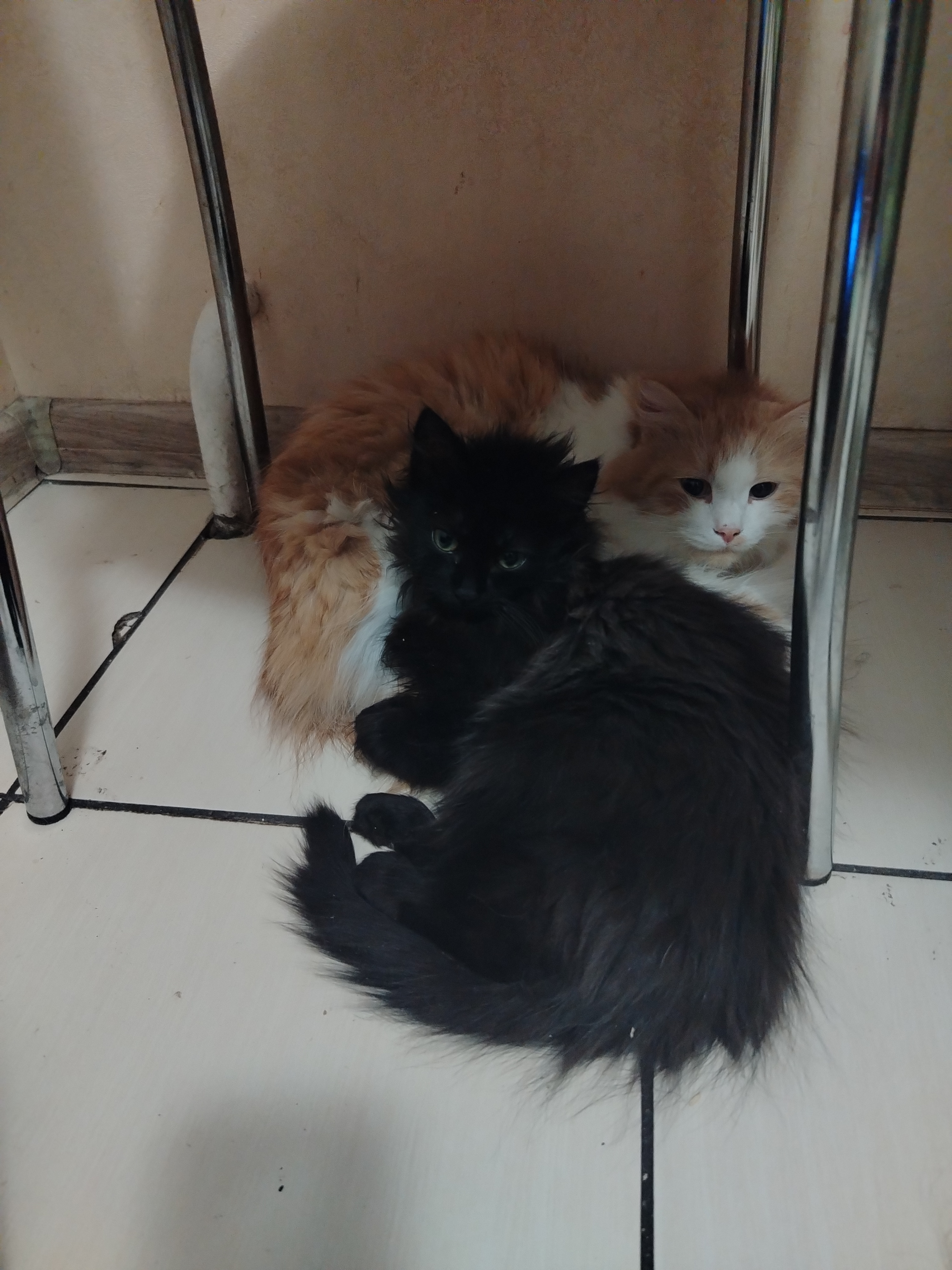 Фото питомцев: кот Алекс и кошка Клео — мое пушистое семейство