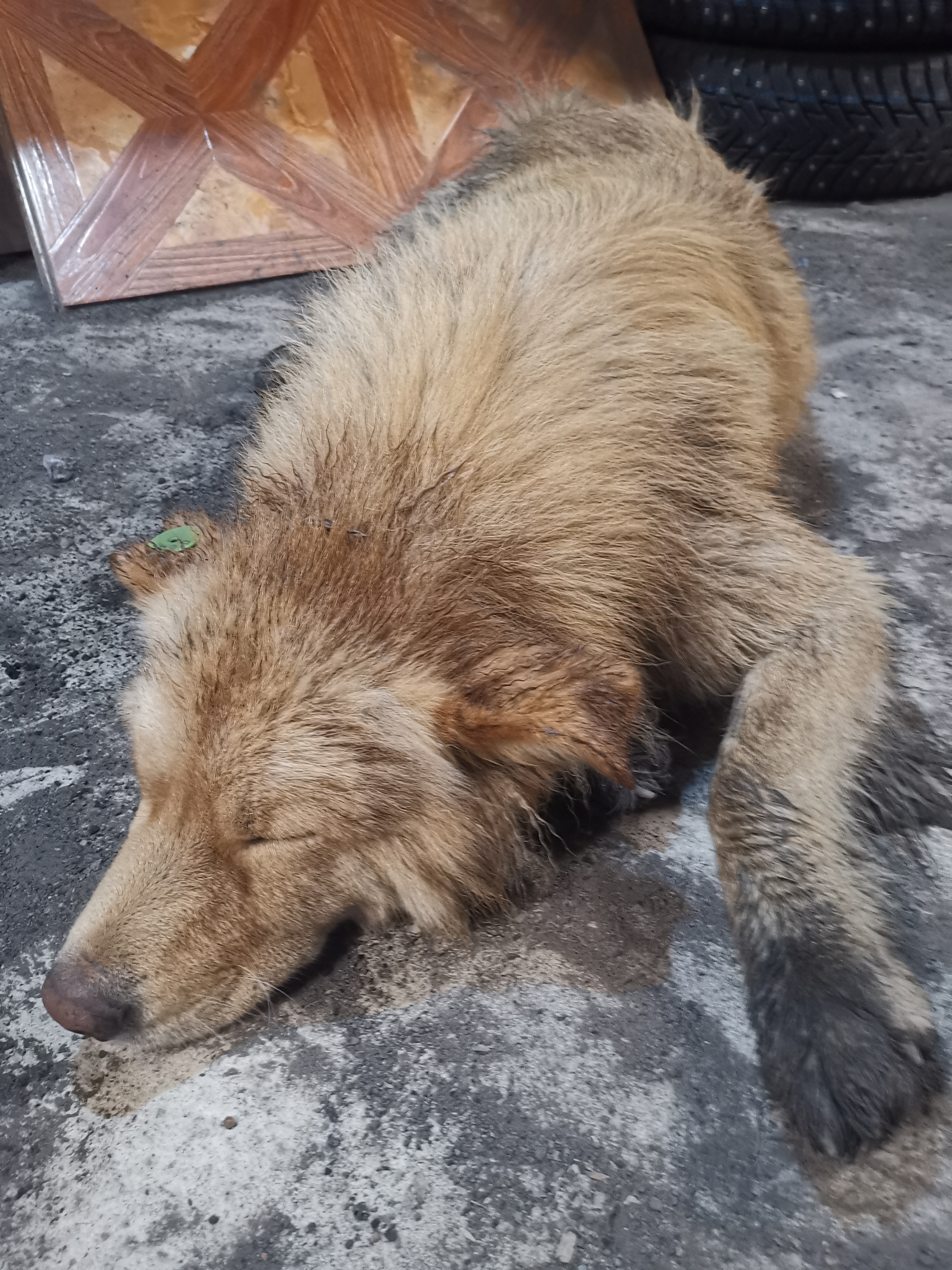 Мишка-Михаил