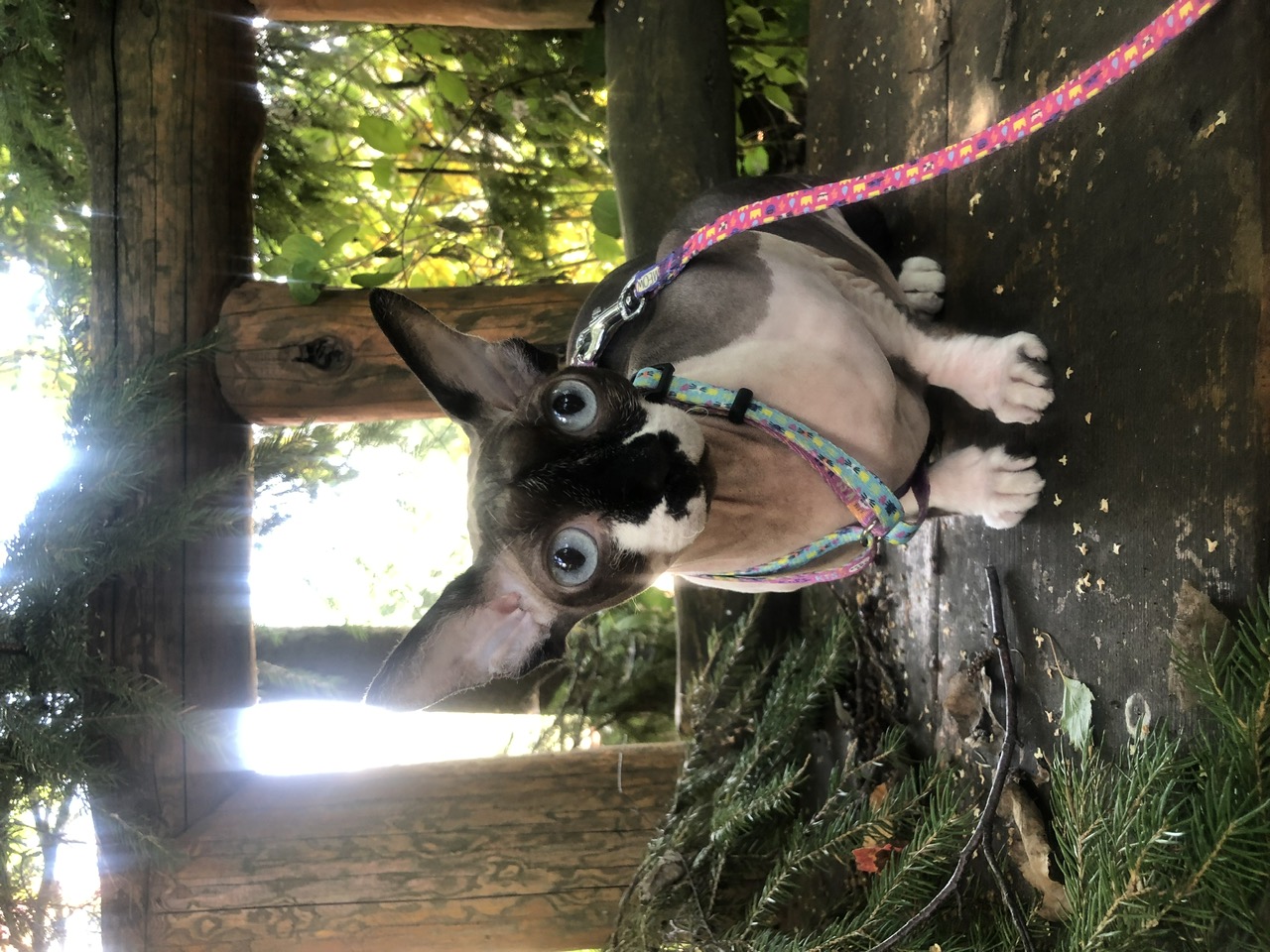 Шлейка и поводок, которые всегда беру в путешествия