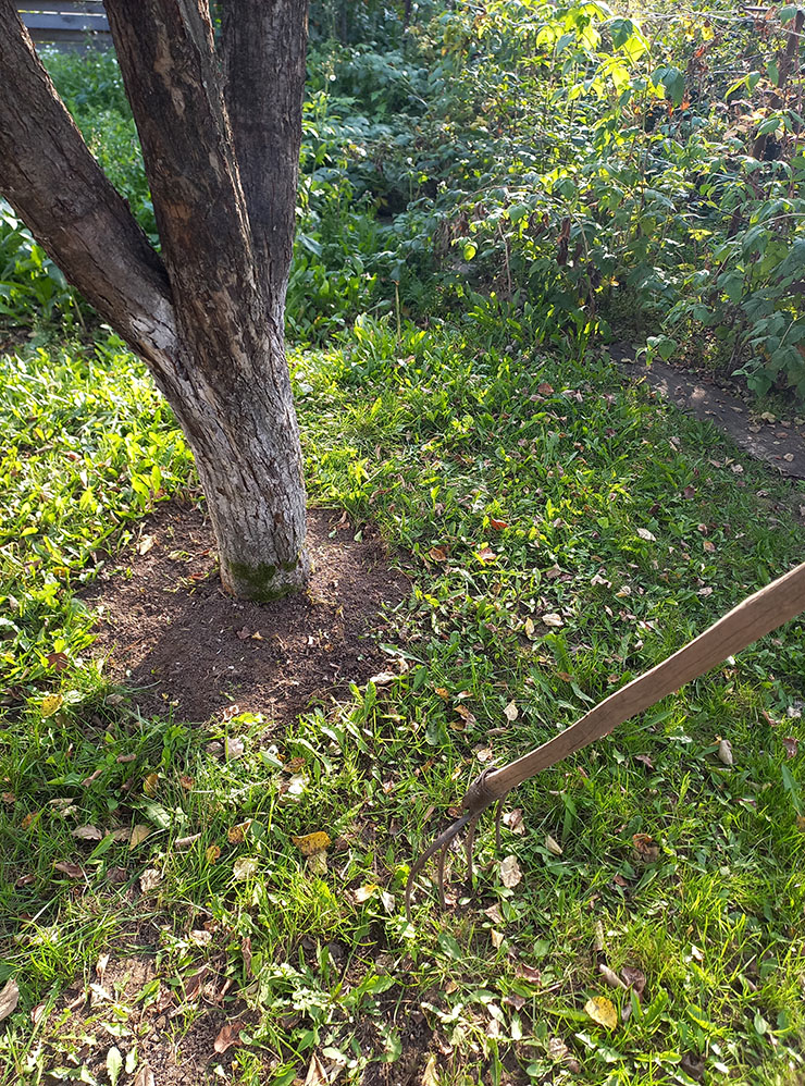 Для подкормки плодовых деревьев в метре от ствола вокруг всего дерева делают при помощи вил углубления в почве — как можно глубже. В ямки насыпают смесь удобрений