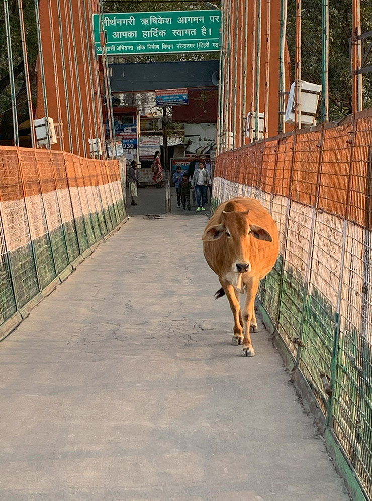 Корова пересекает мост Рам-Джула наравне с другими пешеходами