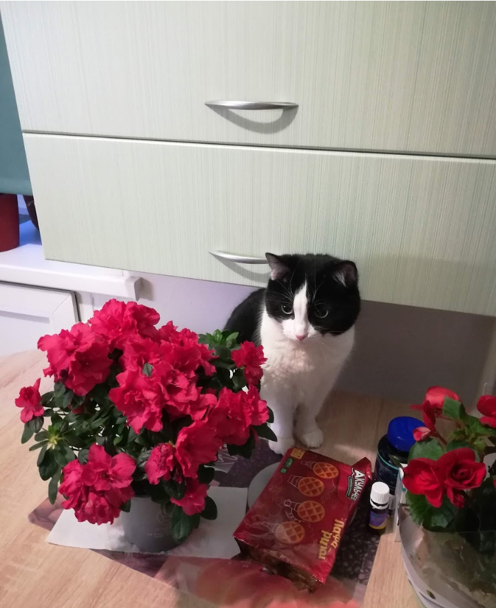 Фото питомца: кошка Шанечка отмечает 8 марта