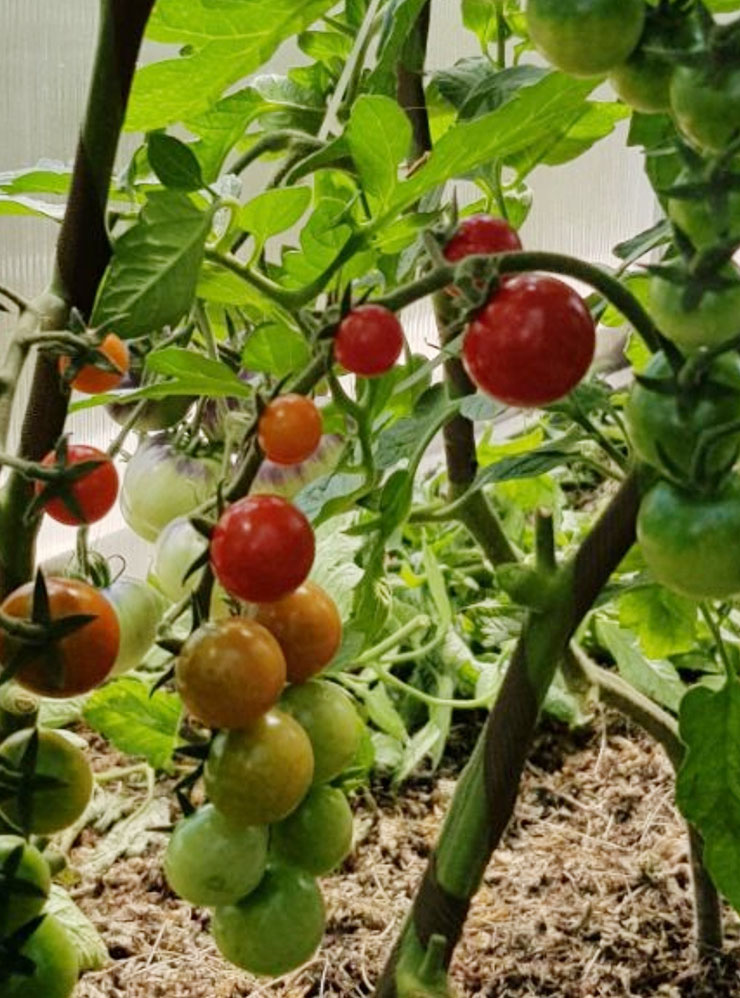 Мелкие томаты у основания кисти — пустотелые, без семян и мякоти внутри. Их называют пуфиками