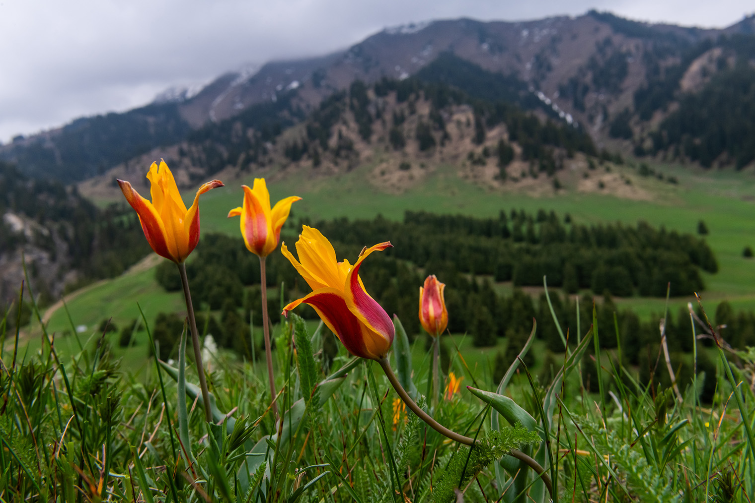 Тюльпаны в горах Казахстана. Фотография: Dmitry Fch / Shutterstock / FOTODOM