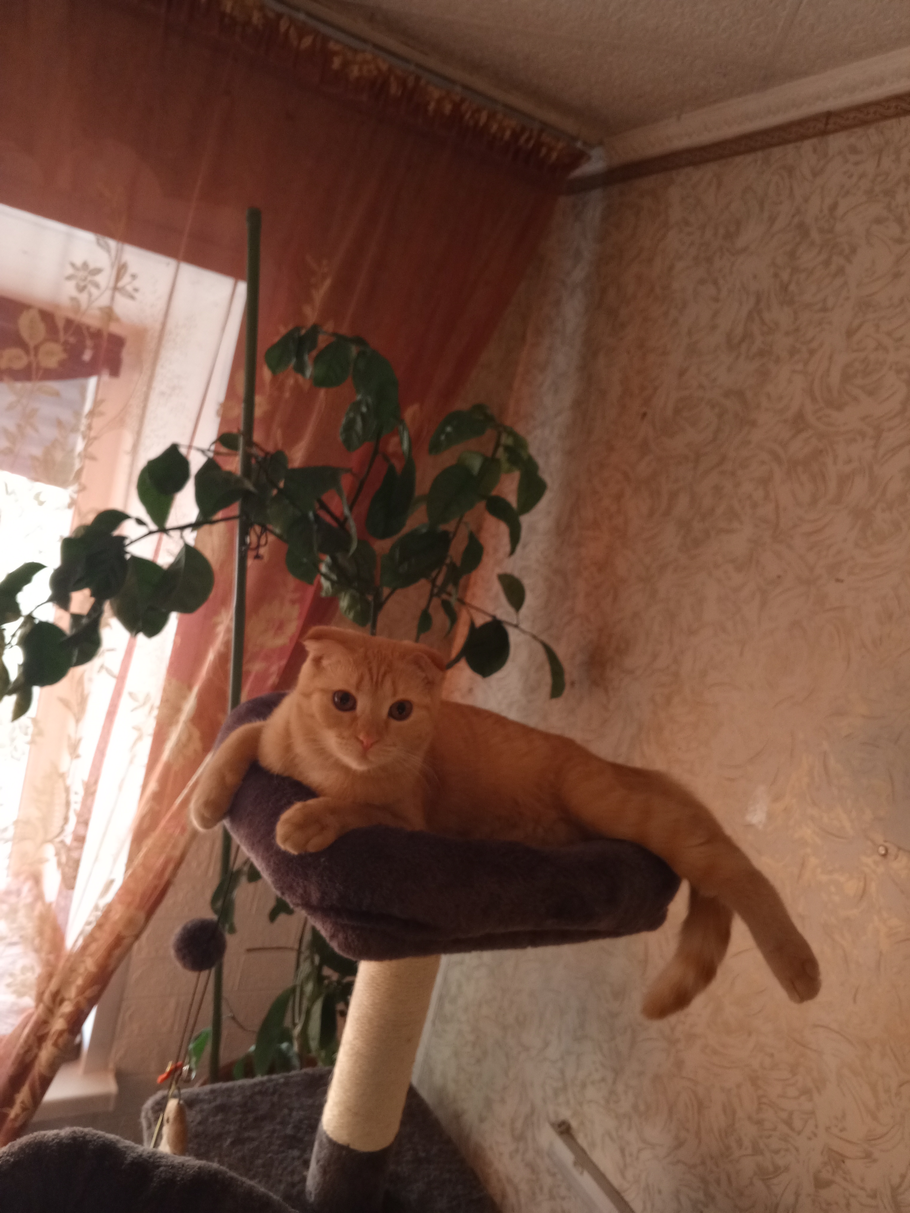 Зигти