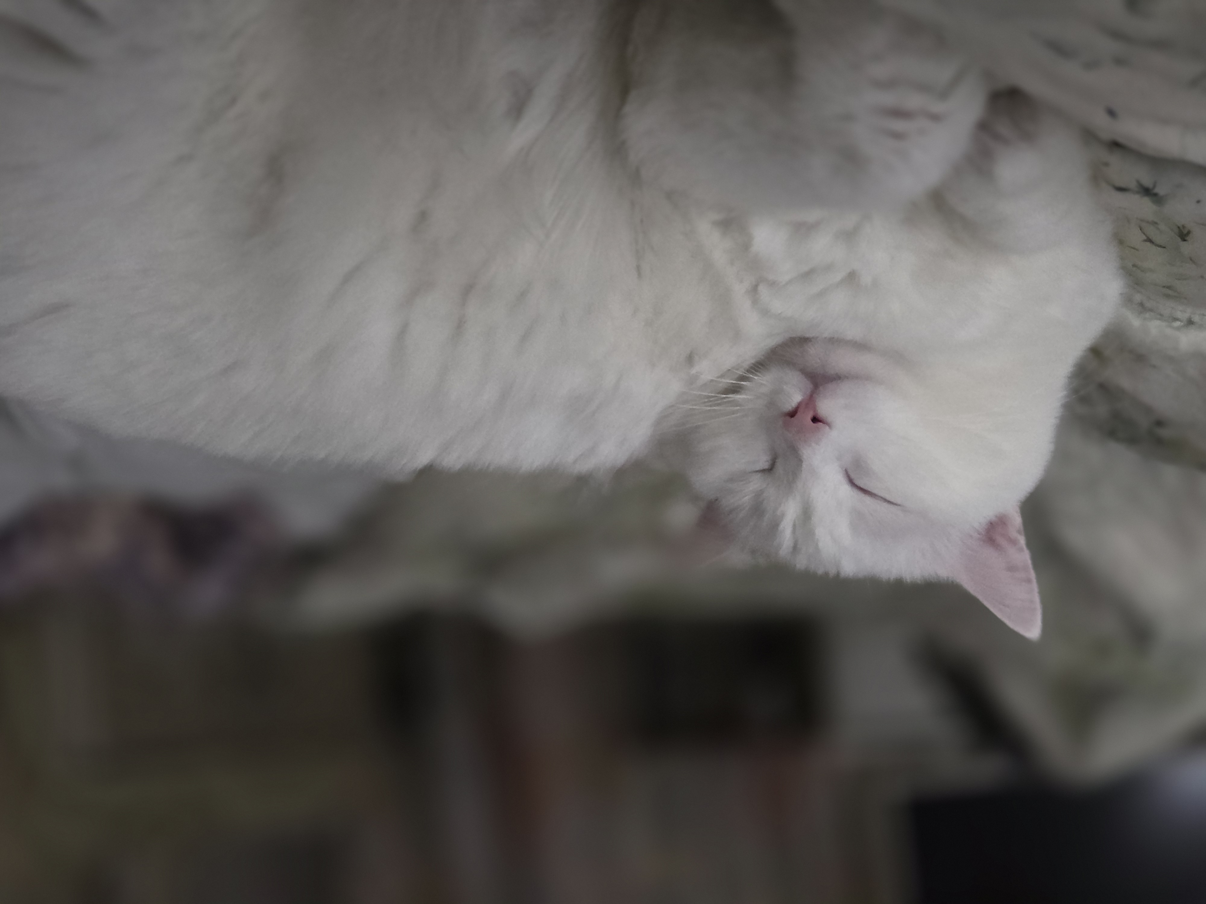 Вот мы и наелись!