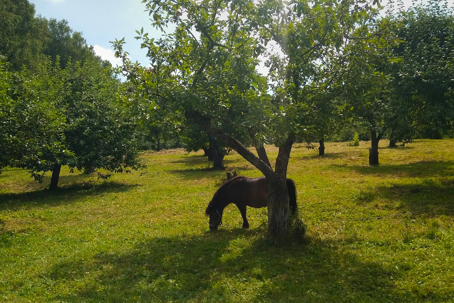 Яблоневый сад в Ясной Поляне