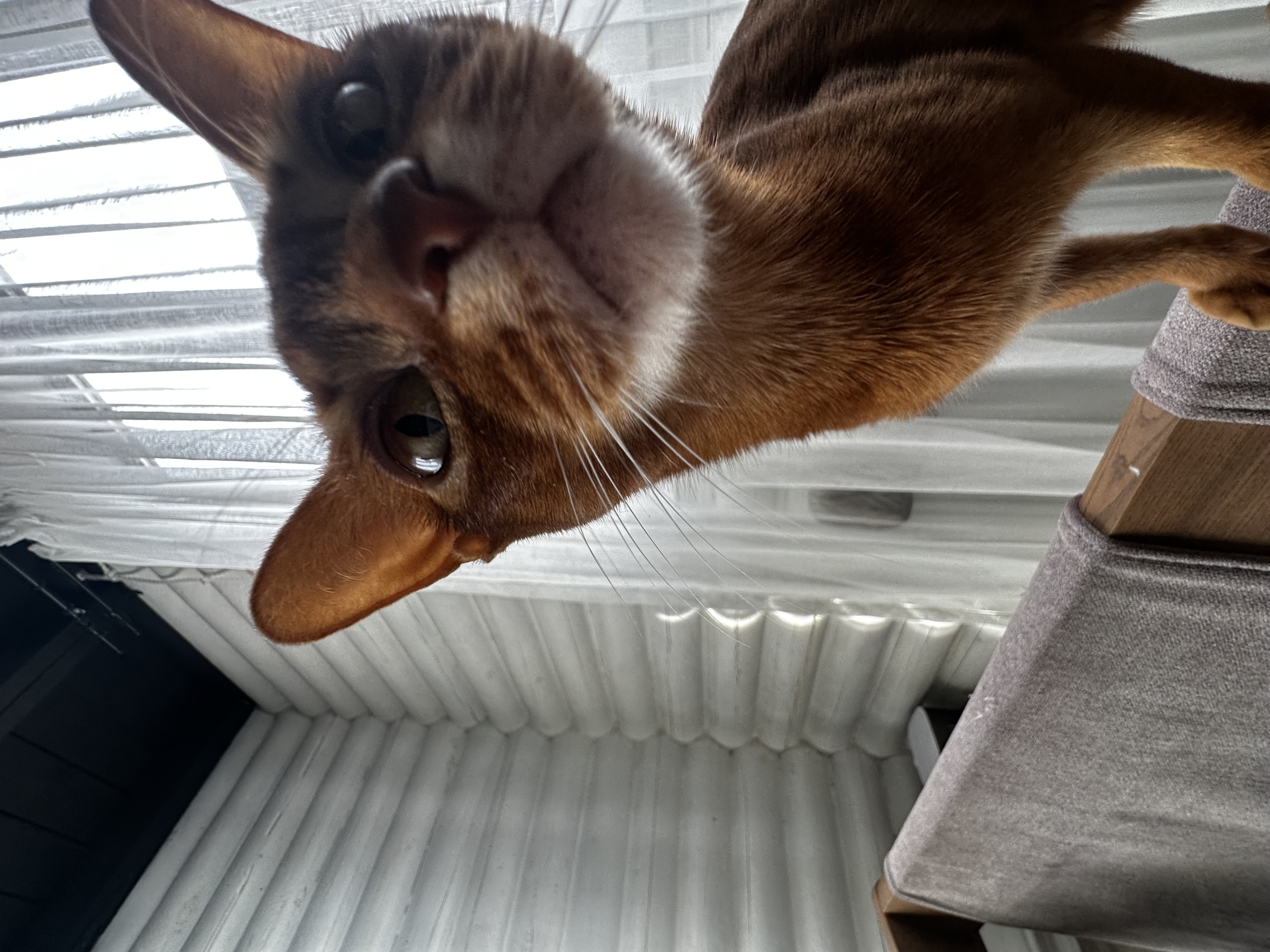 Она хотела стать звездой, и стала ей