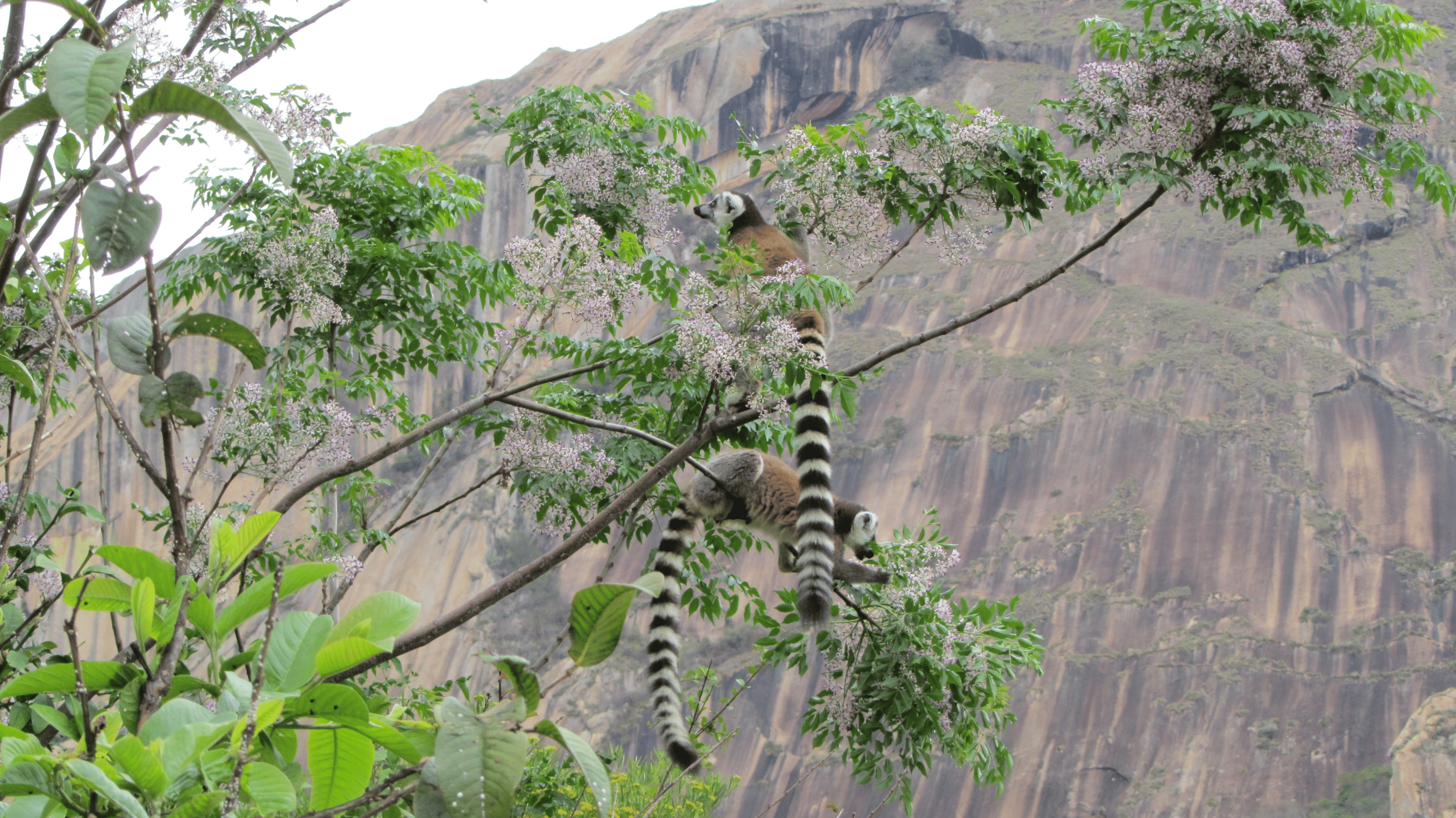 Кольцехвостые лемуры на фоне скал