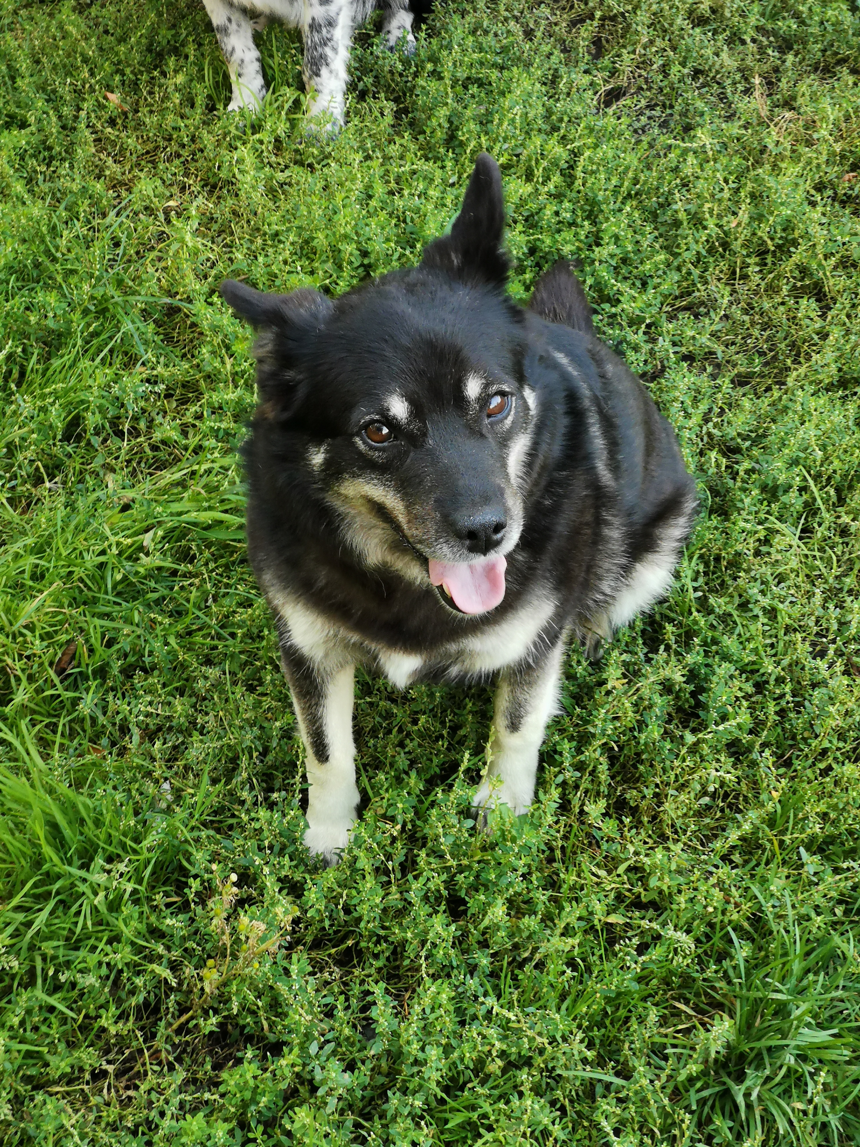 Лапа-старушка