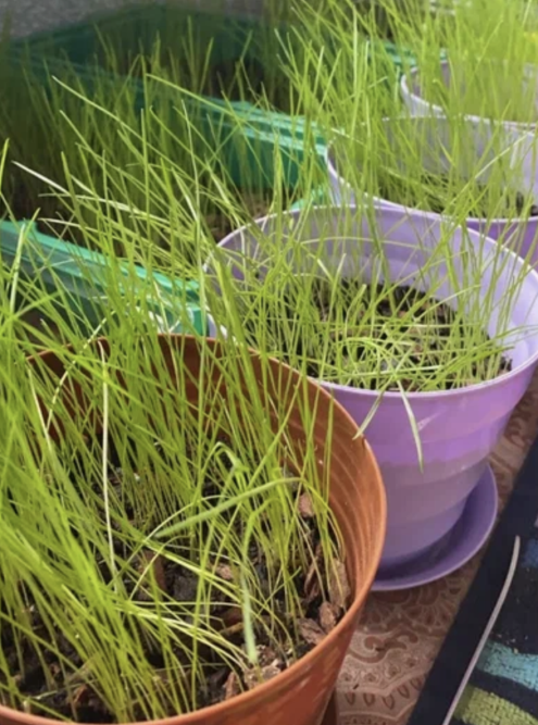 Как сеять газонную траву - как правильно посадить газон своими руками, технология посева