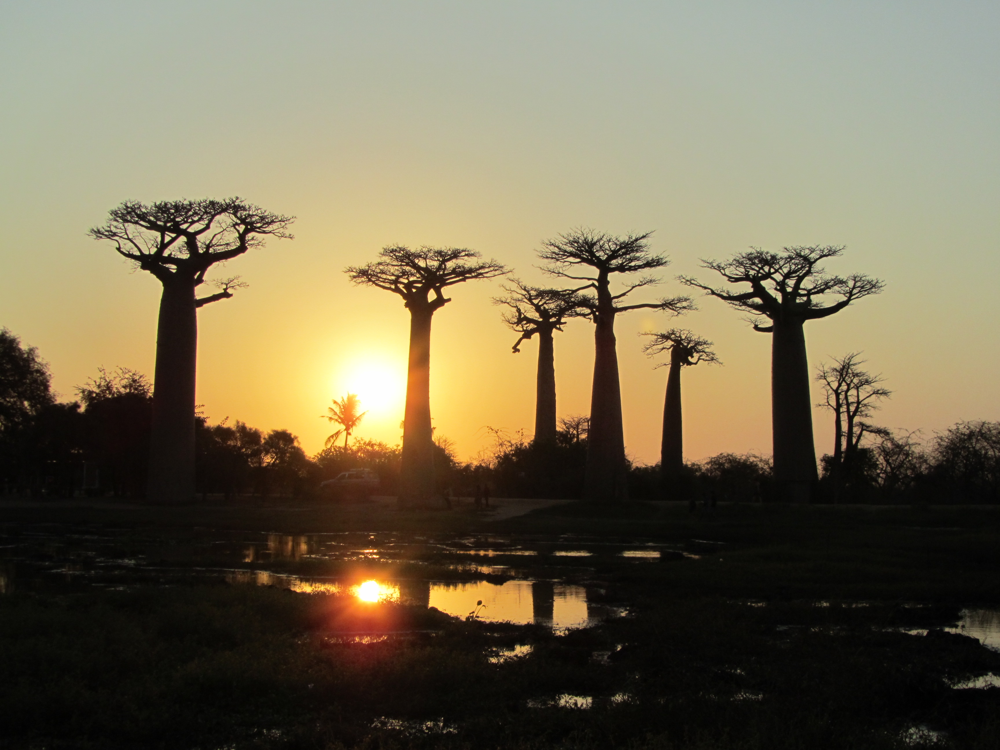 Баобабы на закате