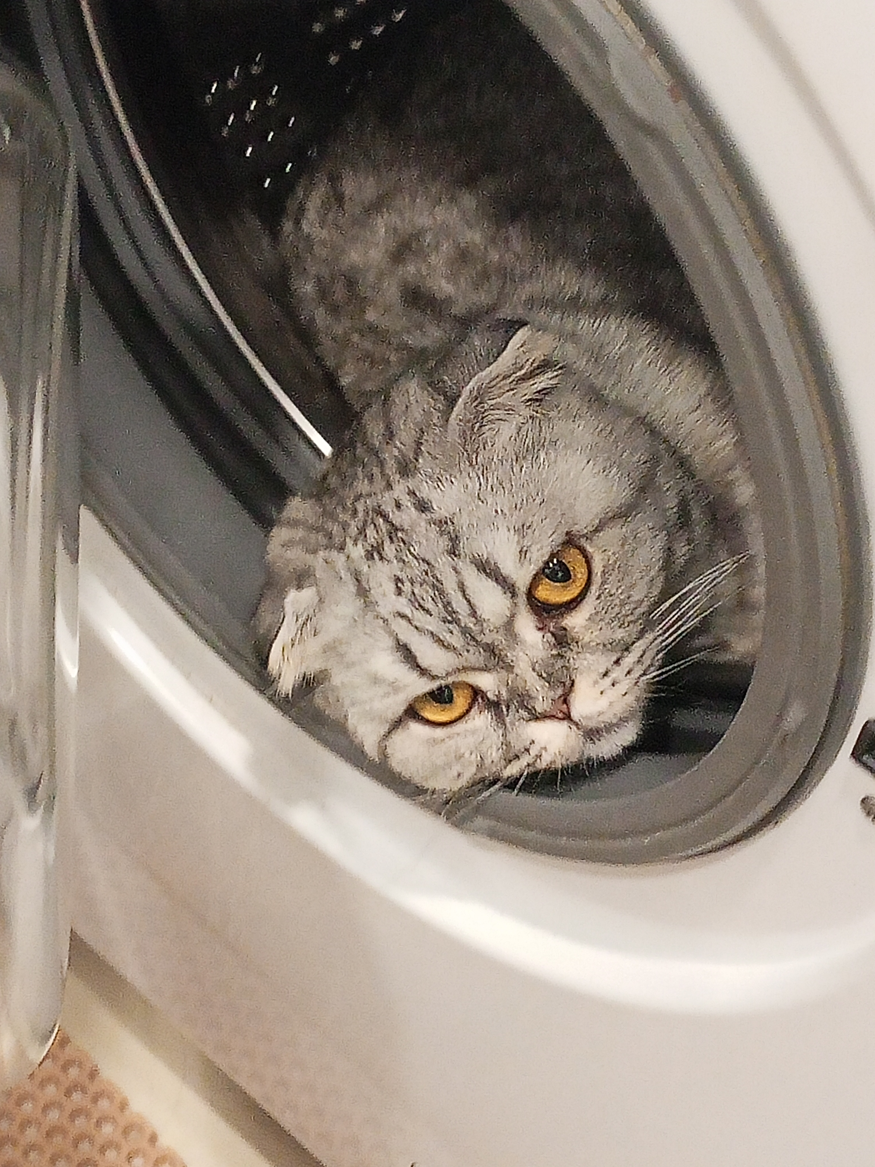 Вислоухая кошечка Тиша 2 года лежит в стиральной машине