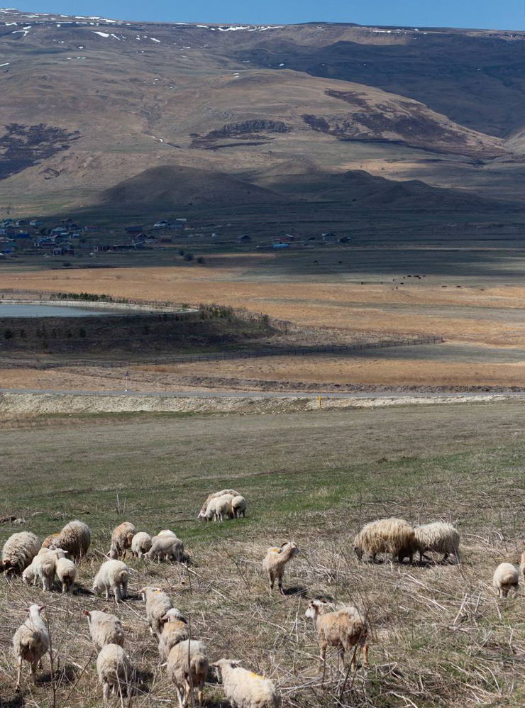 Большие стада овец и коров пасутся на полях и склонах гор. Зачастую животные выходят на дорогу — нужно быть внимательным во время поездок