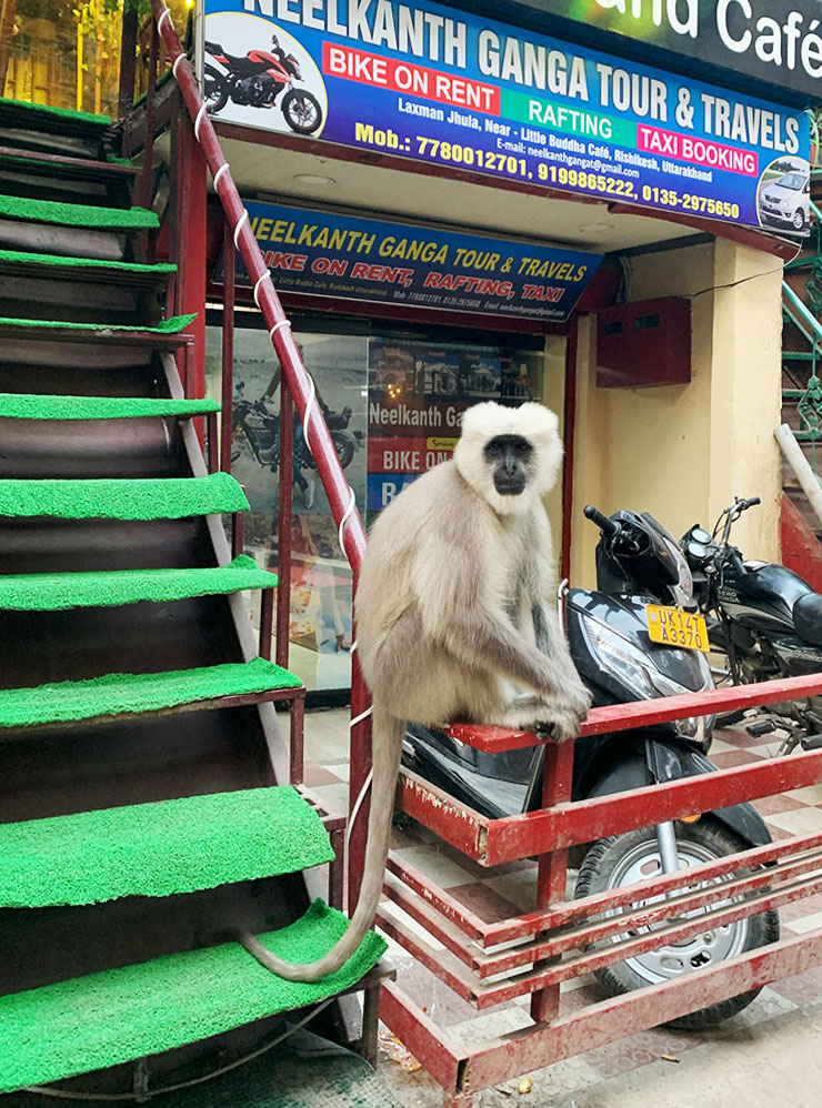 В городе можно встретить обезьян, но советую беречь свою еду и другие предметы от их шустрых лап