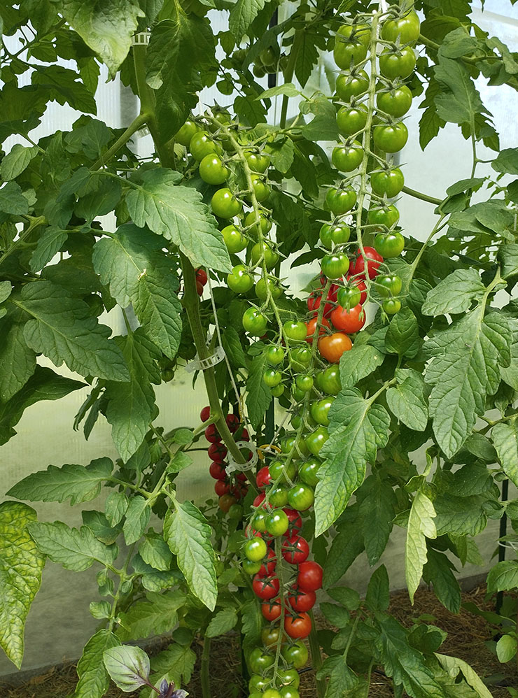 А так выглядят хорошо опыленные томаты